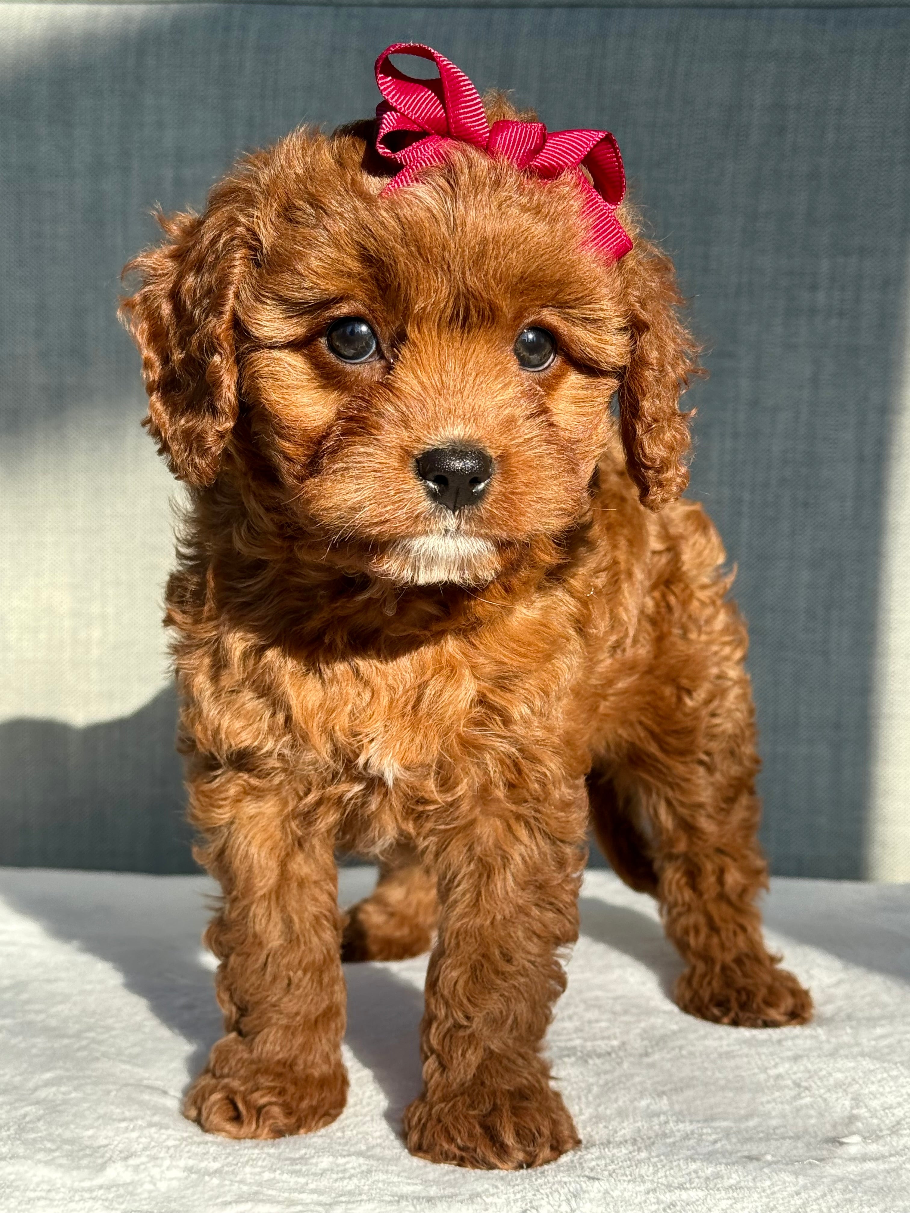 Ruby Cavapoo Puppy 💗 SOLD – Precious Pups USA