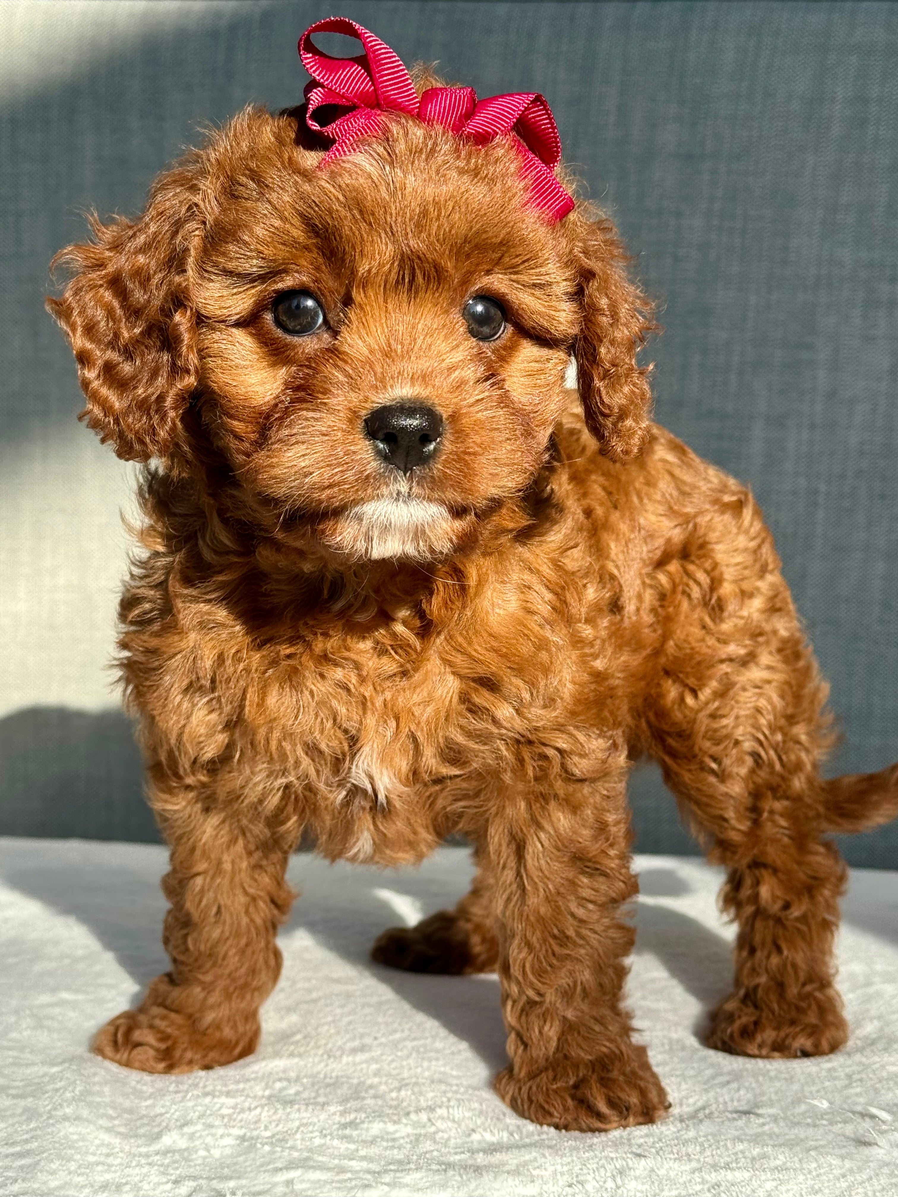 Ruby Cavapoo Puppy ๐ SOLD โ Precious Pups USA