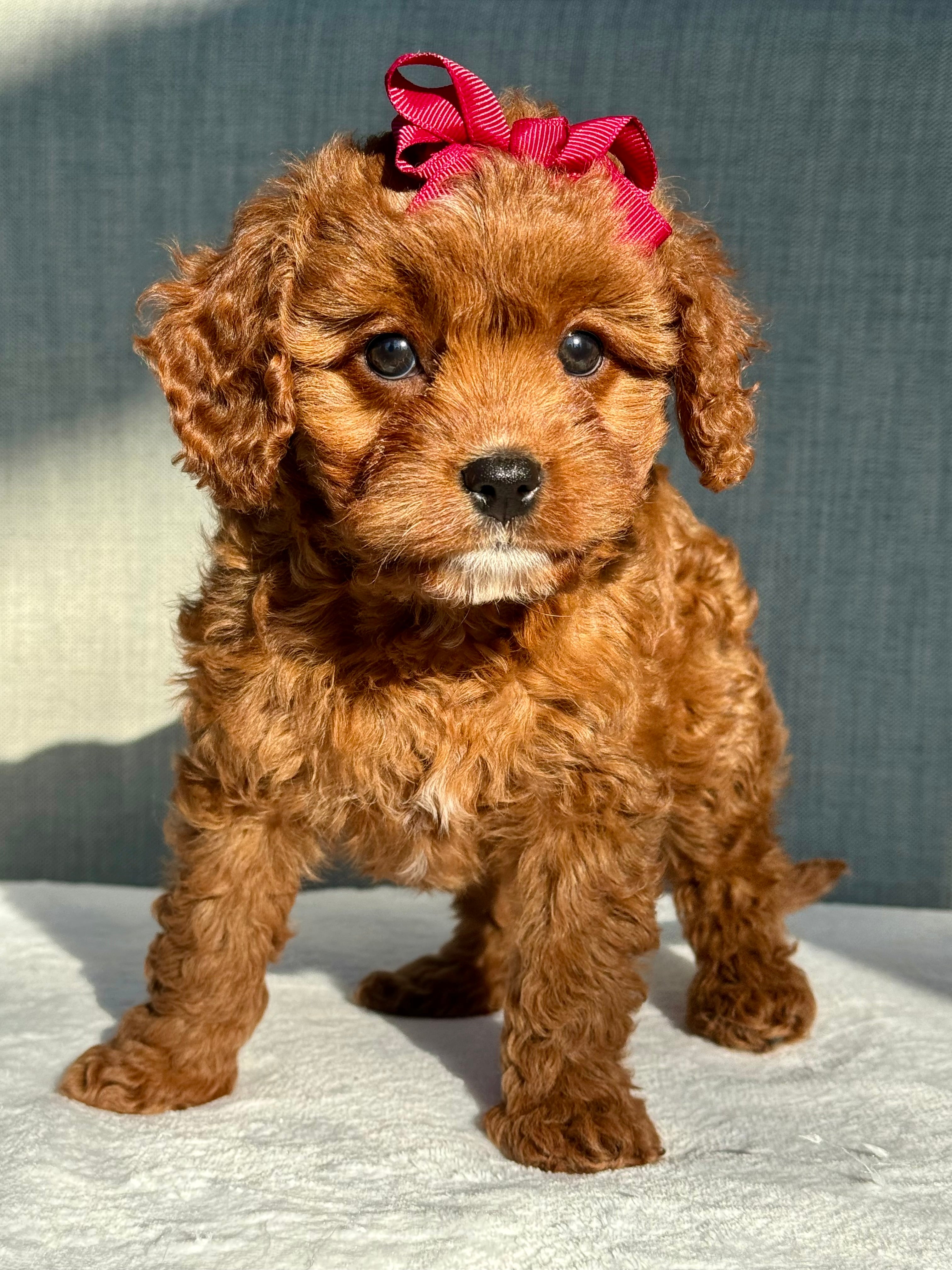 Ruby Cavapoo Puppy π SOLD β Precious Pups USA