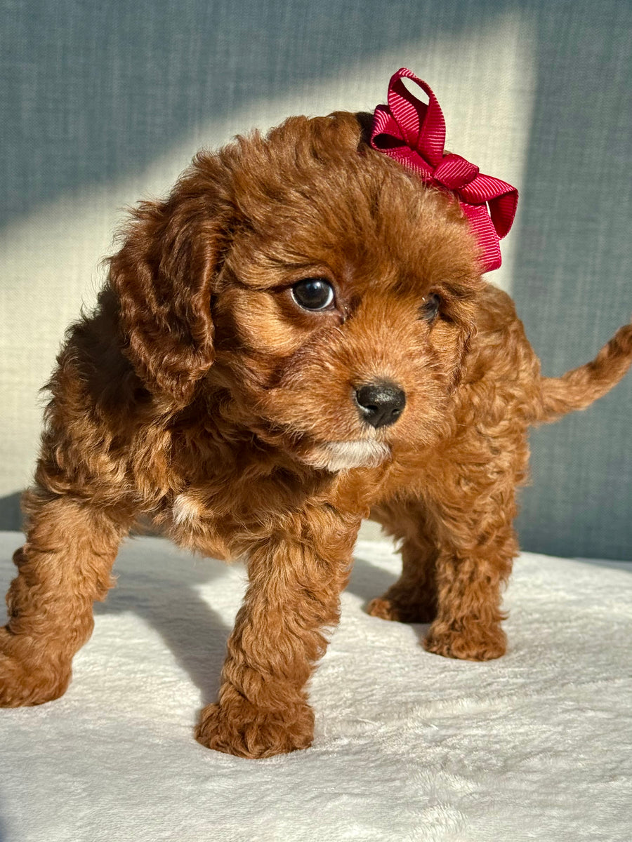 Ruby Cavapoo Puppy ๐ SOLD โ Precious Pups USA