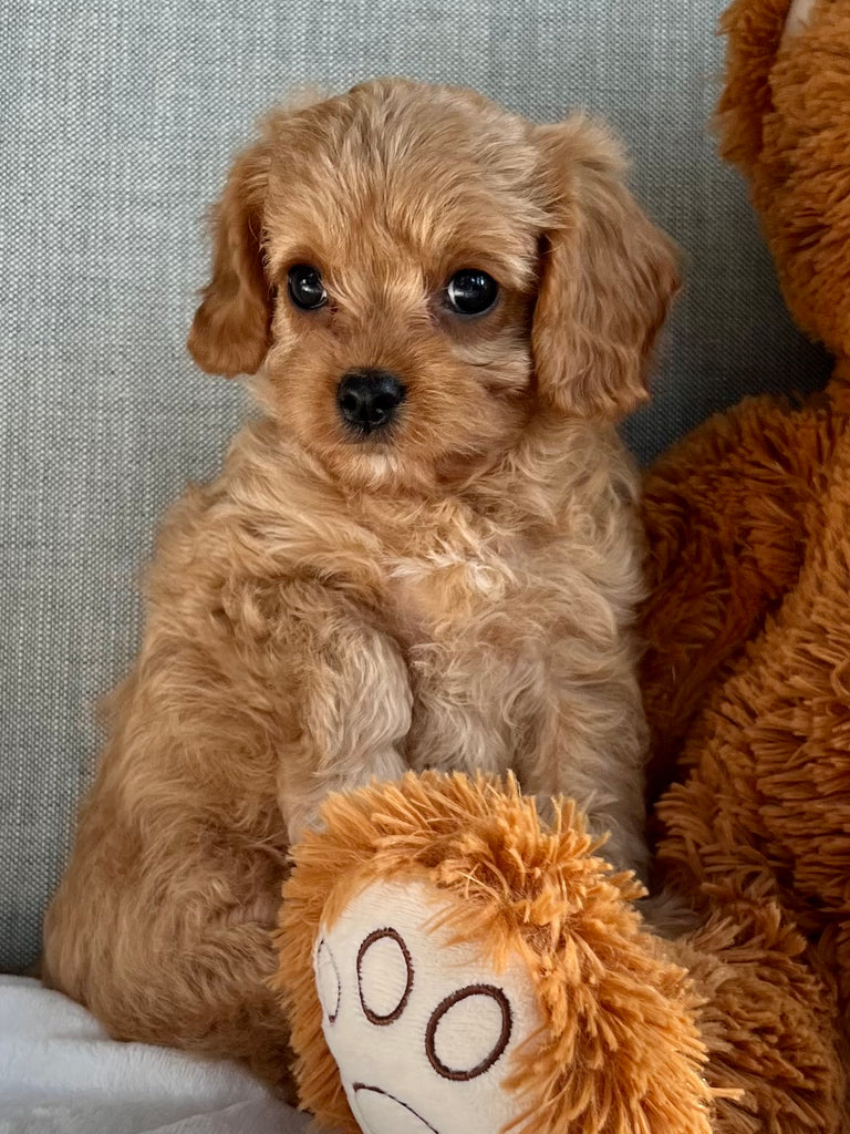 Cavapoo - AVAILABLE NOW – Precious Pups USA