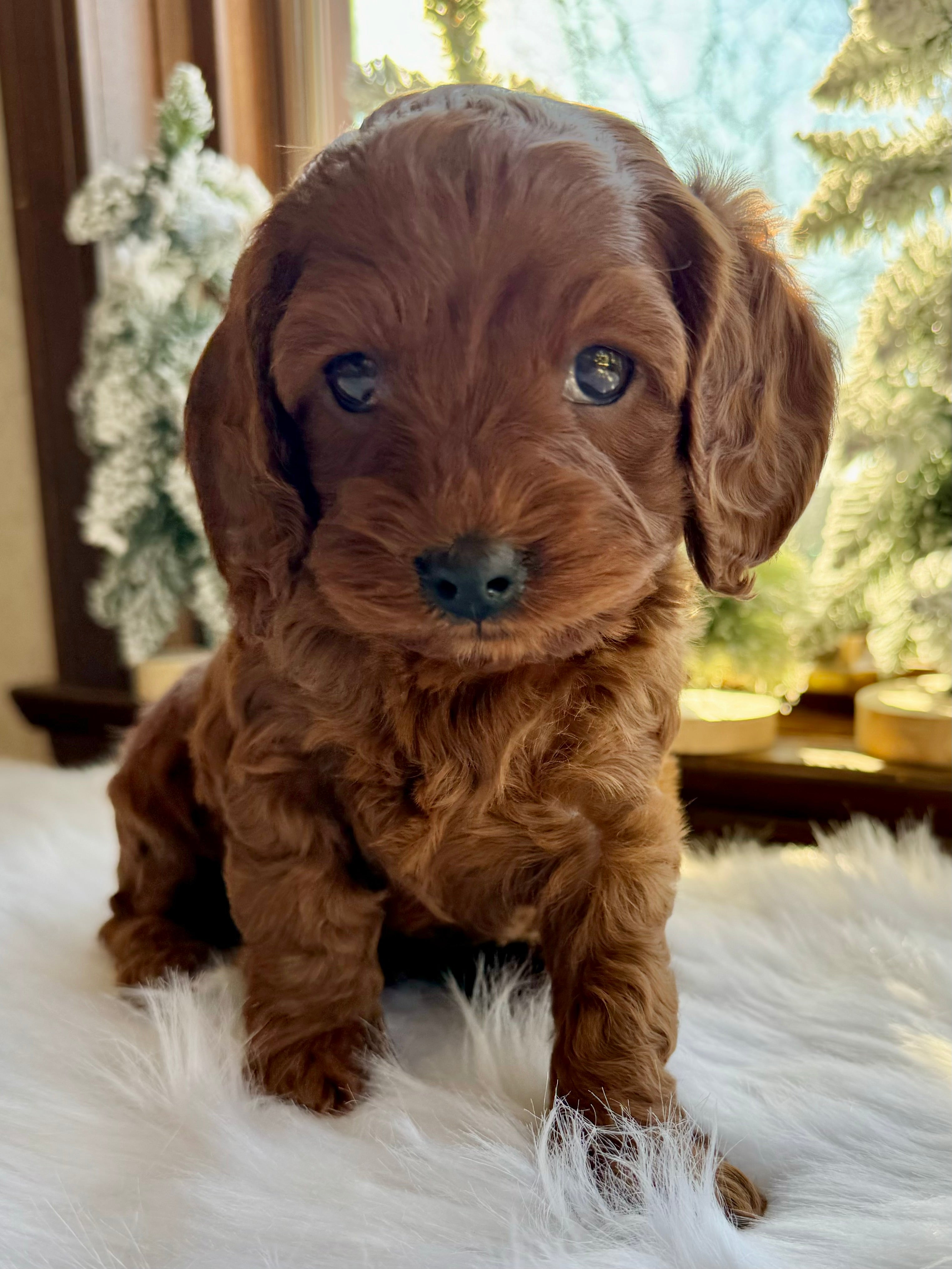 Phantom Abstract Cavapoo Chestnut Cavapoo Puppy 💙 SOLD – Precious Pups Doodles