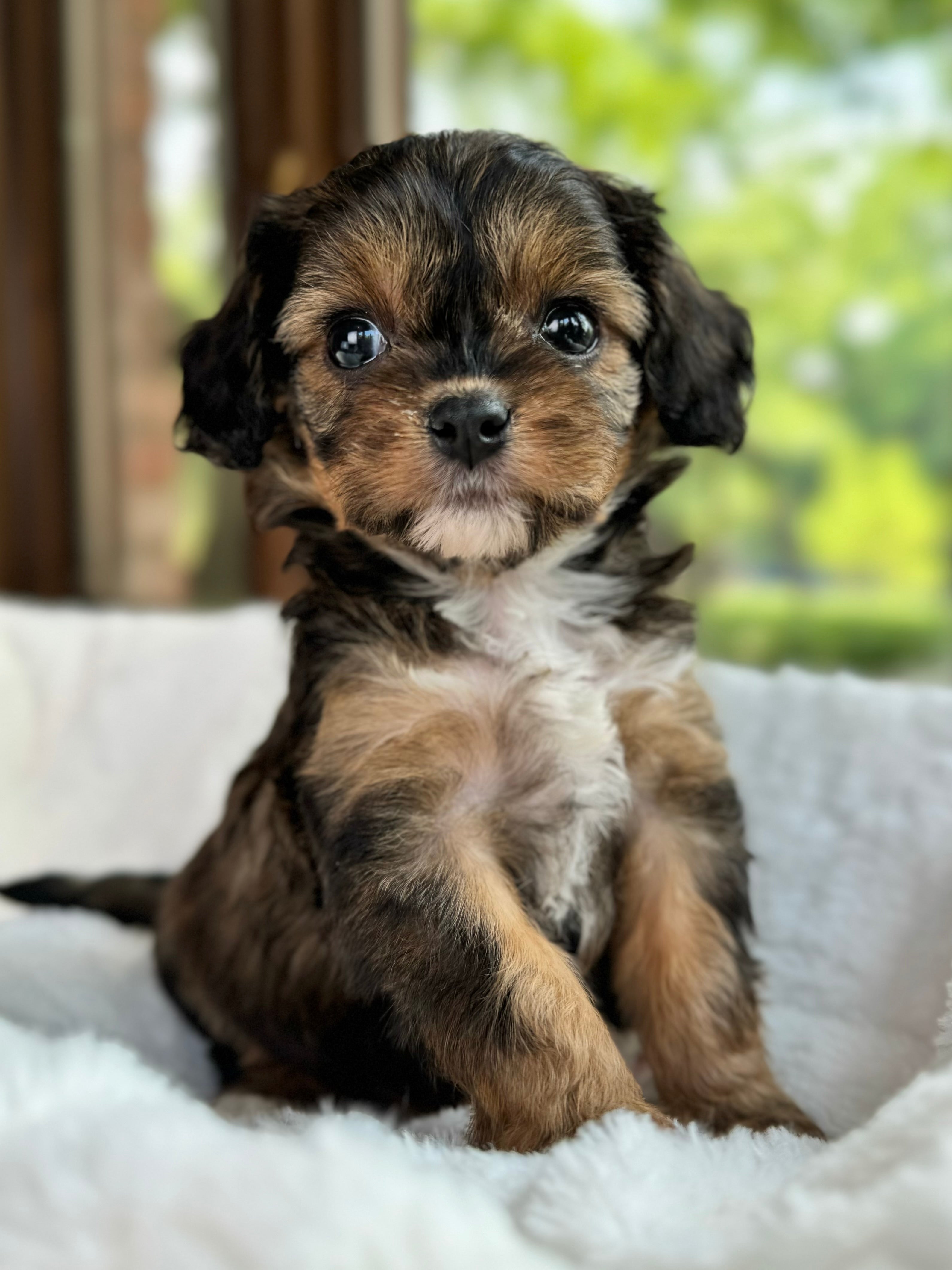 Bailey Cavapoo Puppy π SOLD β Precious Pups USA