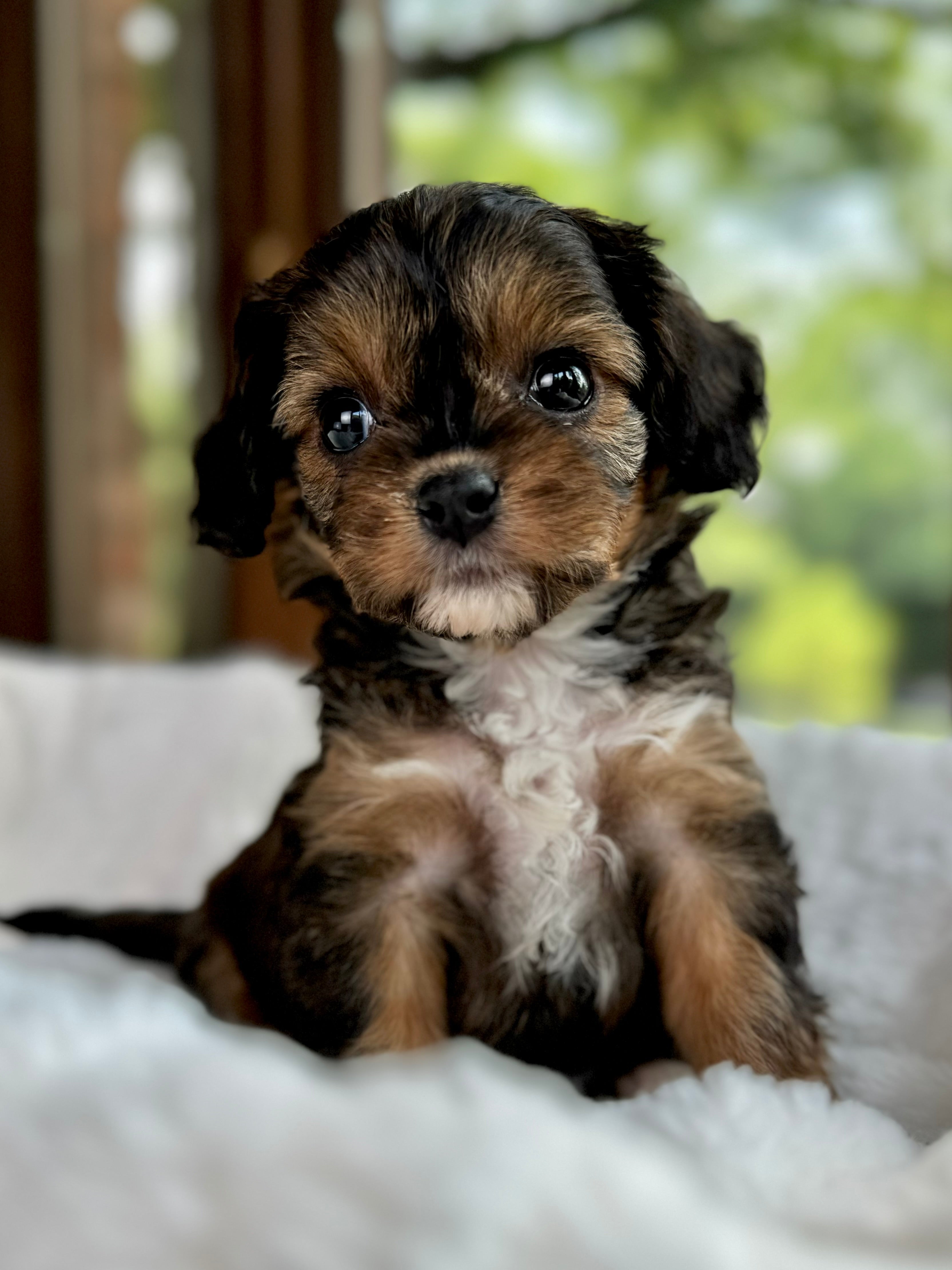 Bailey Cavapoo Puppy π SOLD β Precious Pups USA