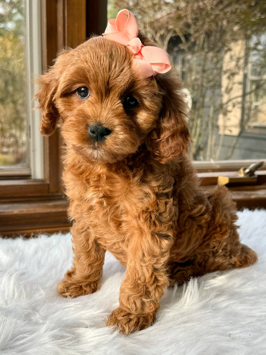 Birdie Cavapoo Puppy 💗 SOLD – Precious Pups USA