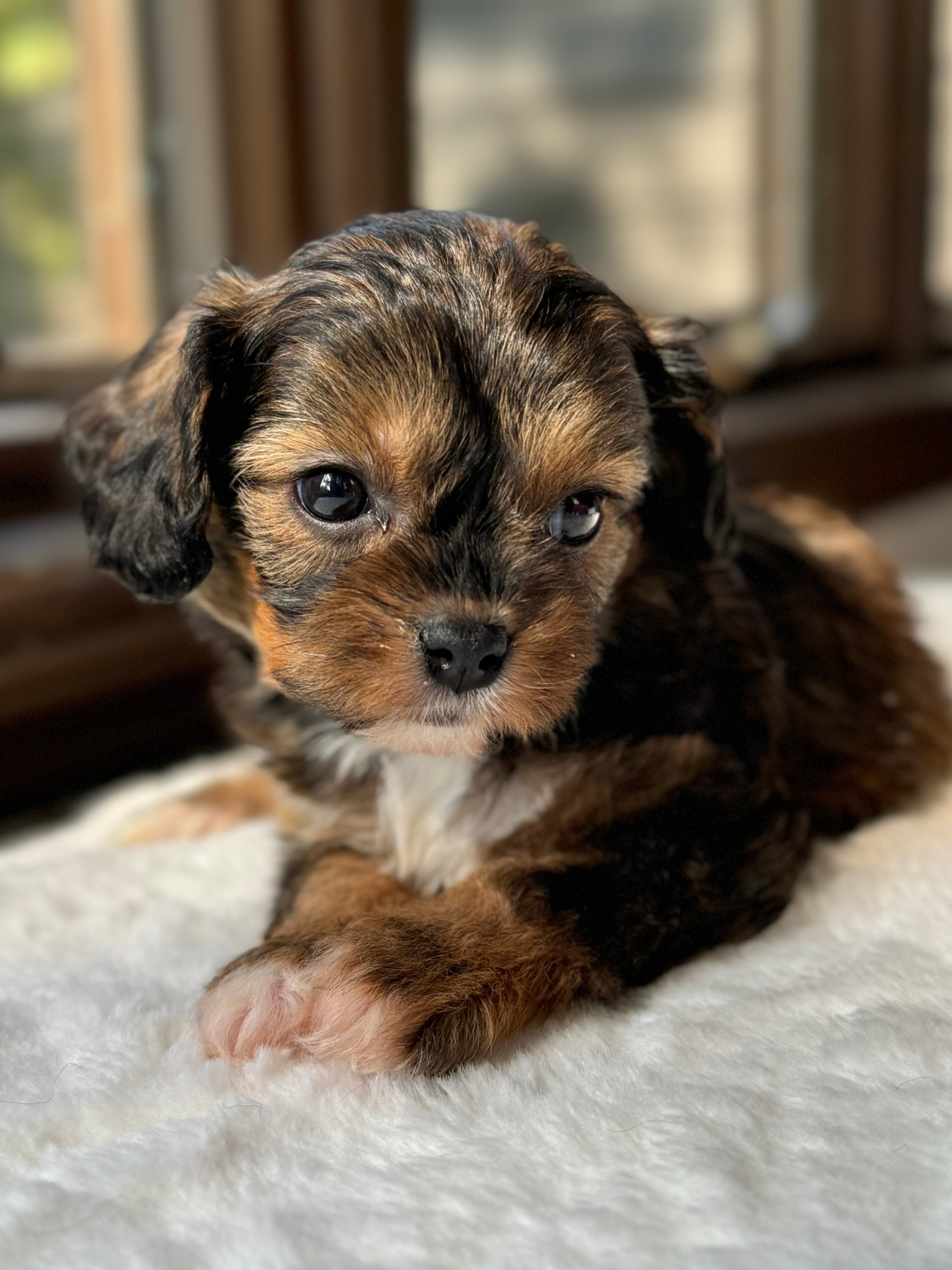 Bailey Cavapoo Puppy π ADOPTED β Precious Pups USA
