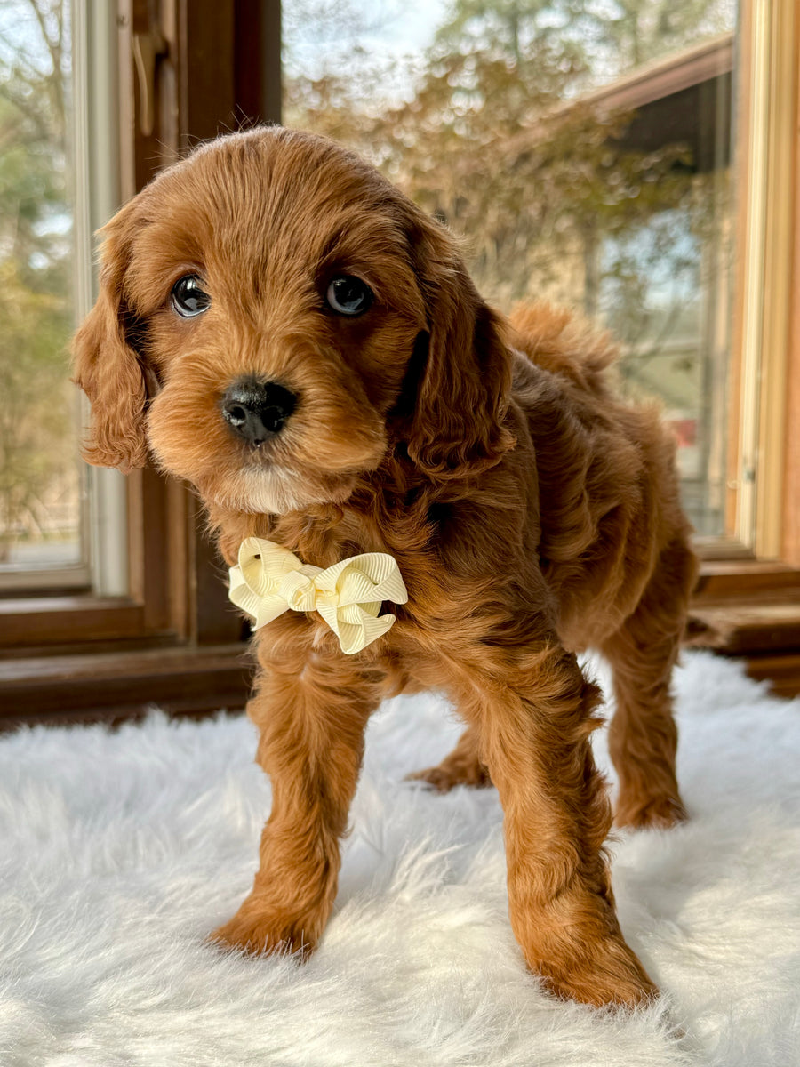 Brody Cavapoo Puppy 💙 SOLD – Precious Pups USA