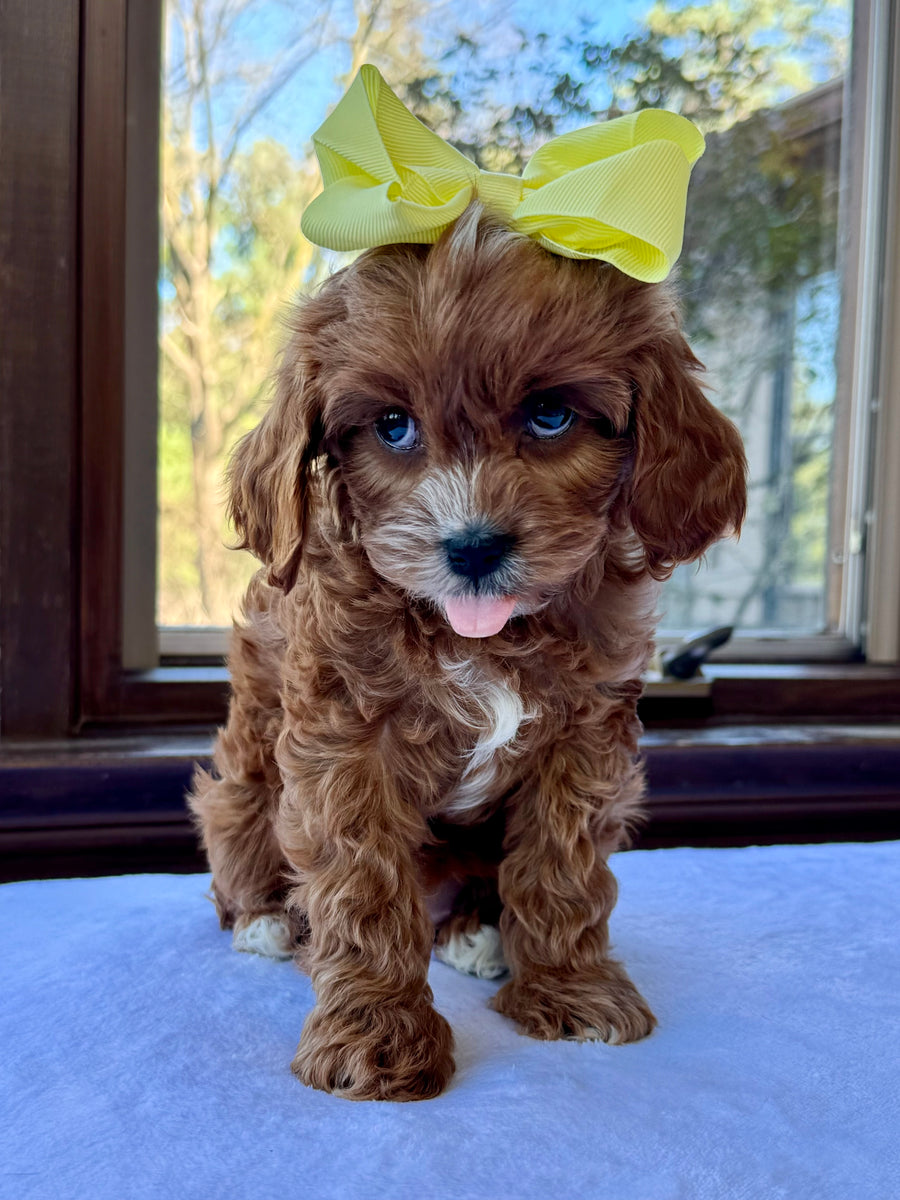 Lola Cavapoo Puppy 💗 SOLD – Precious Pups Doodles