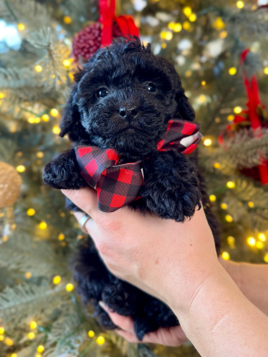 Teddy Bear Toy Poodle Puppy 💙 ADOPTED – Precious Pups USA