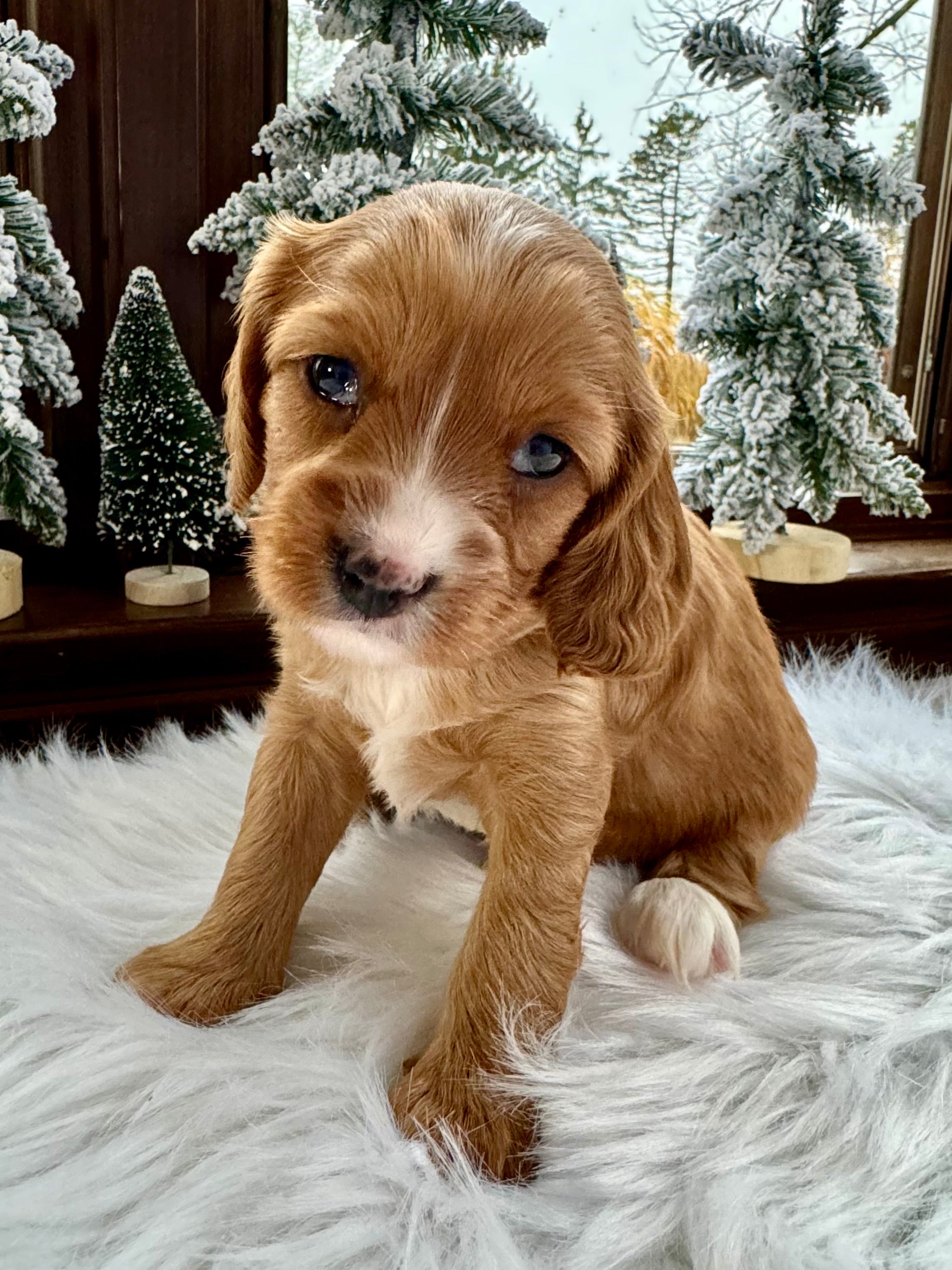 Phantom Abstract Cavapoo Parka Cavapoo Puppy 💙 SOLD – Precious Pups Doodles