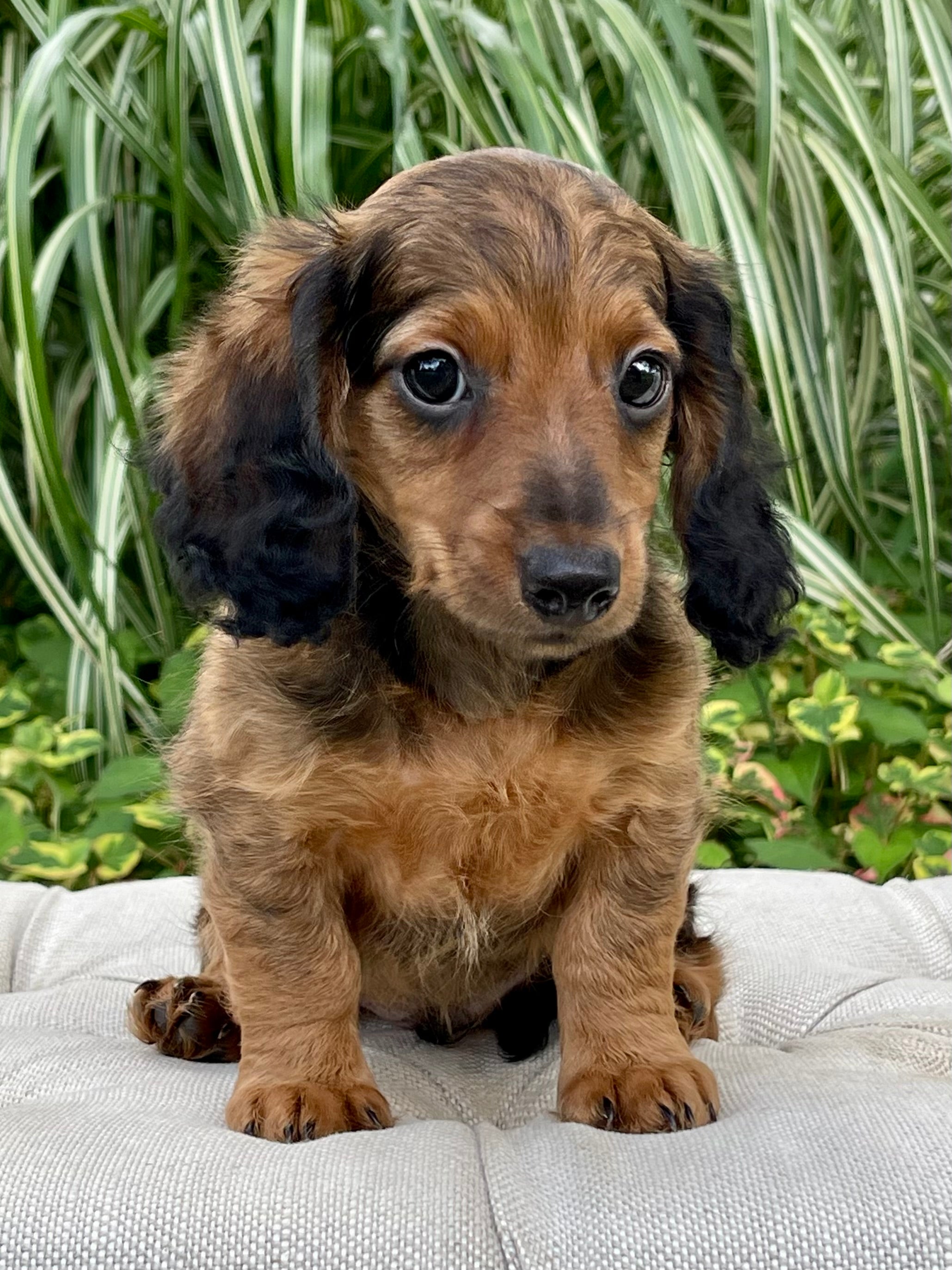 Curly long hot sale haired dachshund