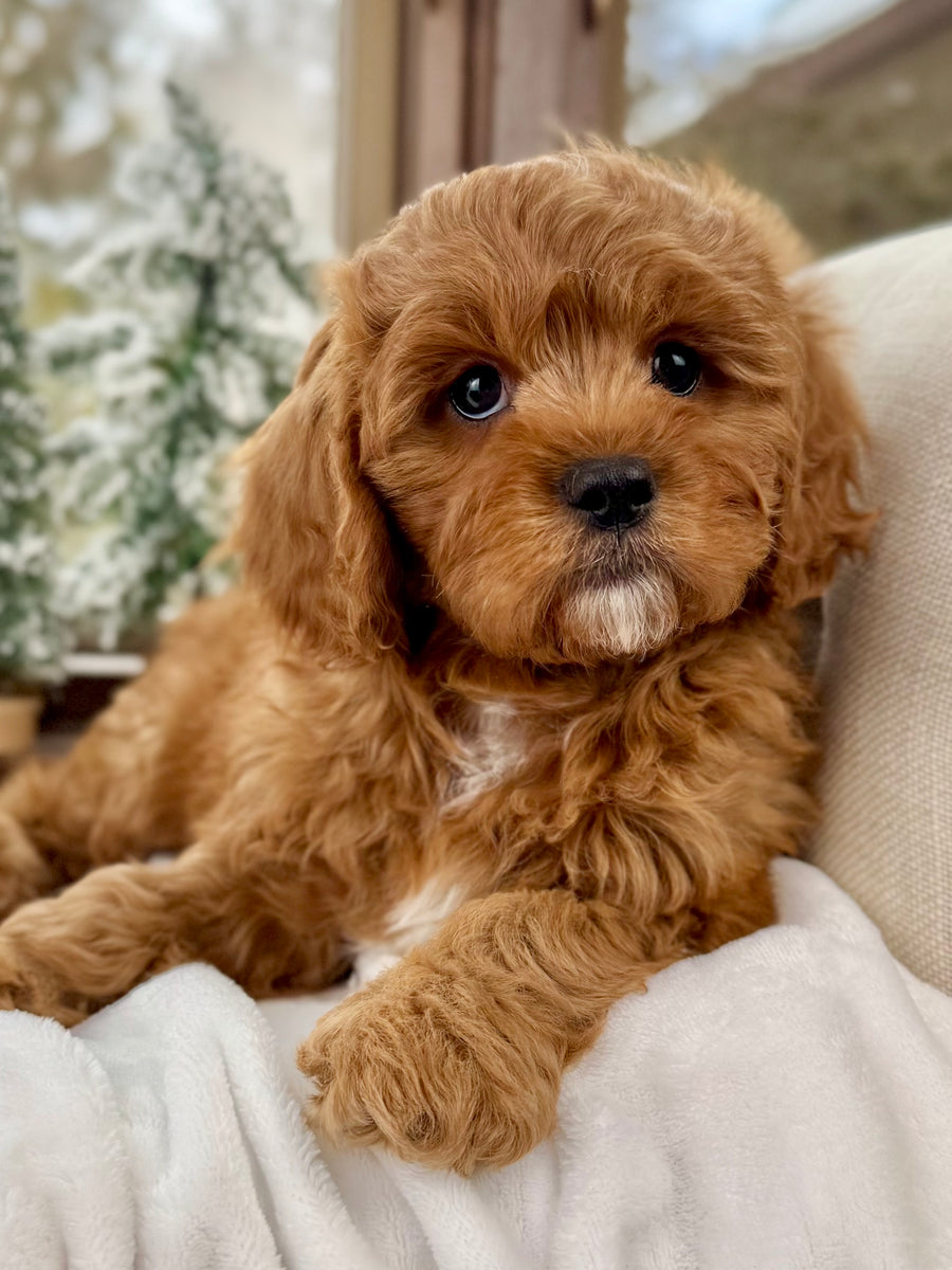 Frodo Cavapoo Puppy 💙 SOLD – Precious Pups Doodles