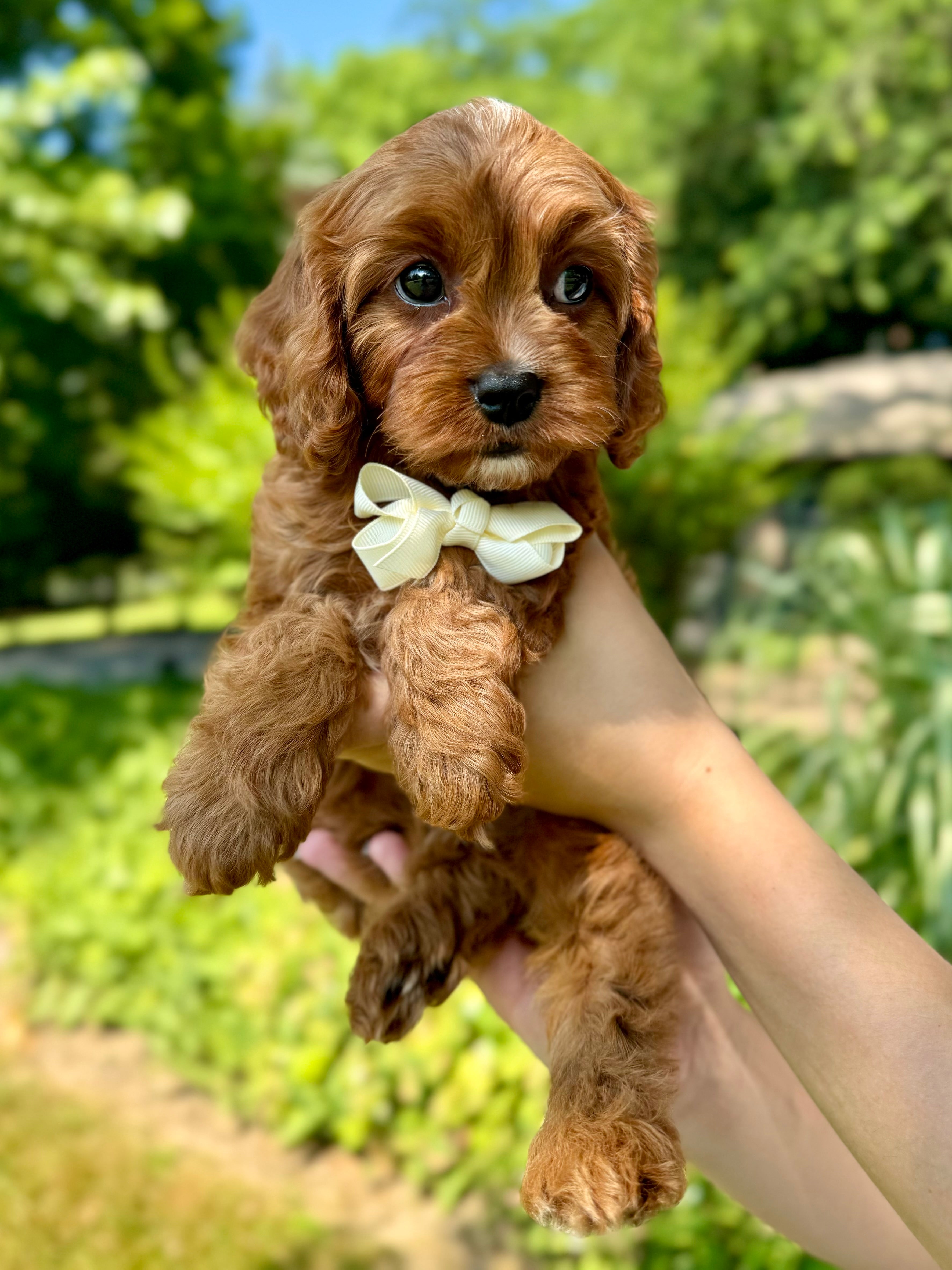 Hero Cavapoo Puppy 💙 SOLD – Precious Pups USA