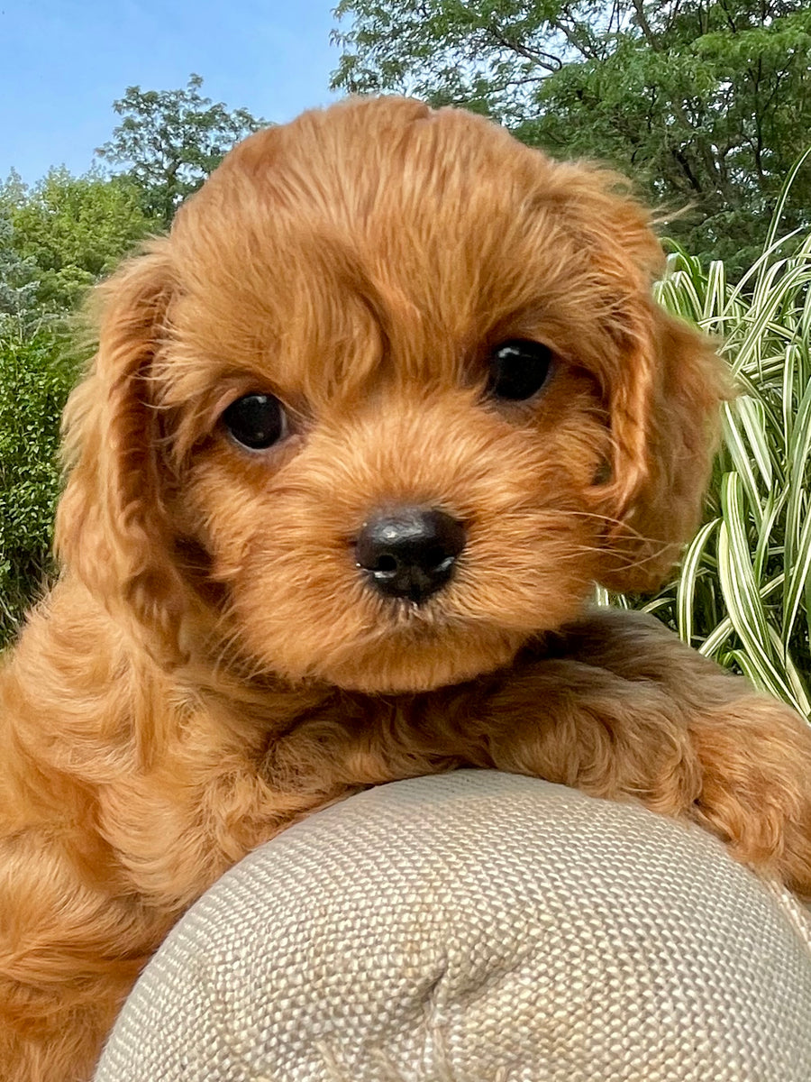Logan Cavapoo Puppy 💙 SOLD – Precious Pups USA