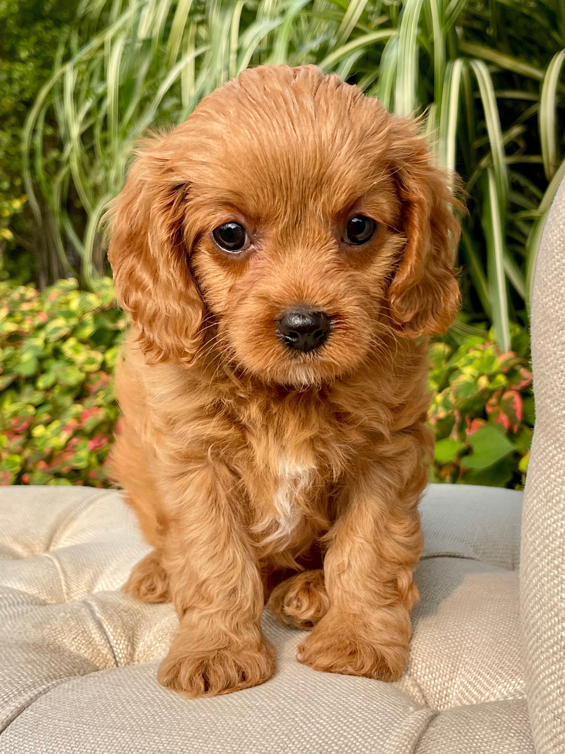 Lacey Cavapoo Puppy 💗 SOLD – Precious Pups USA