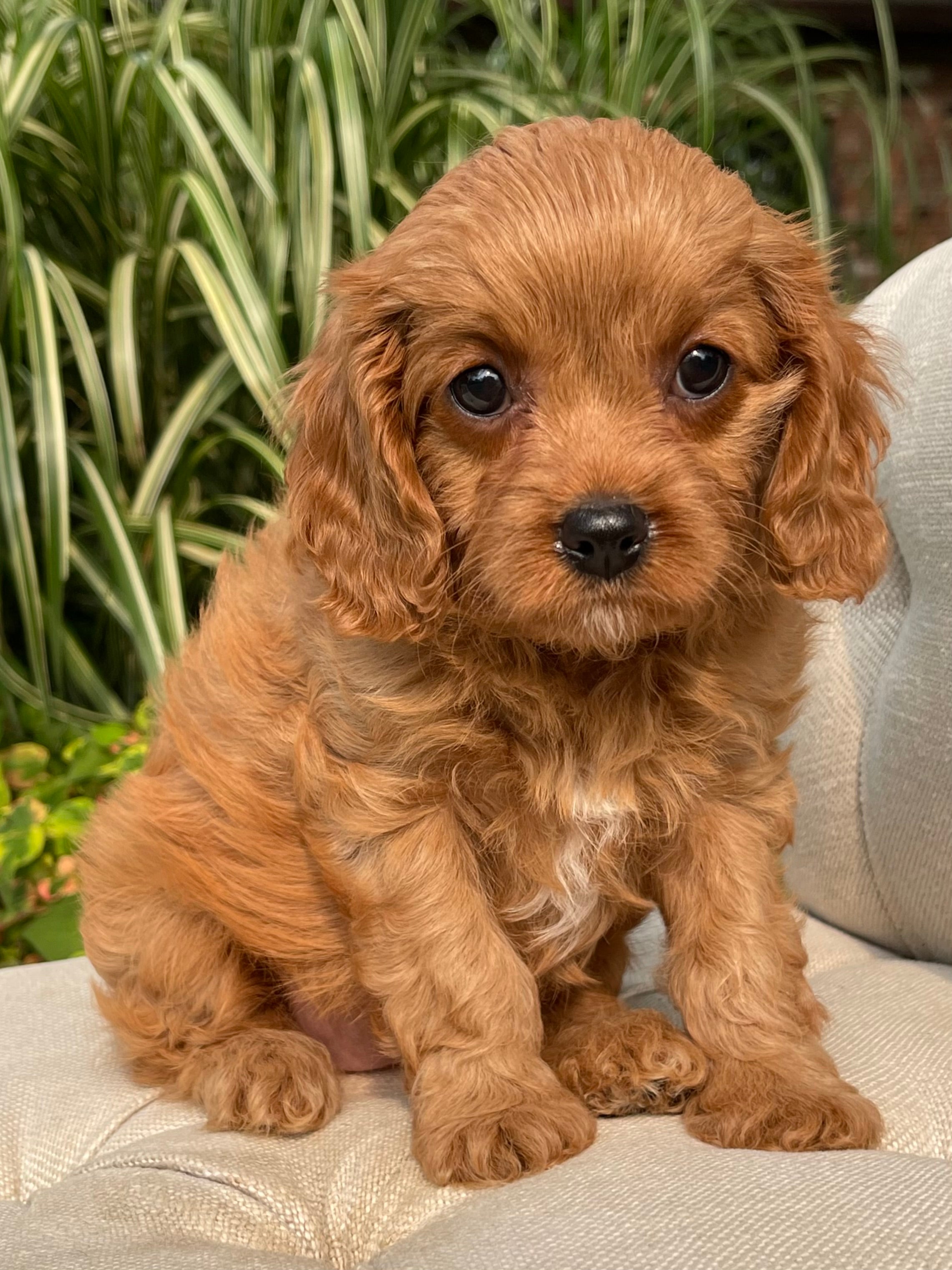 Lacey Cavapoo Puppy 💗 SOLD – Precious Pups USA