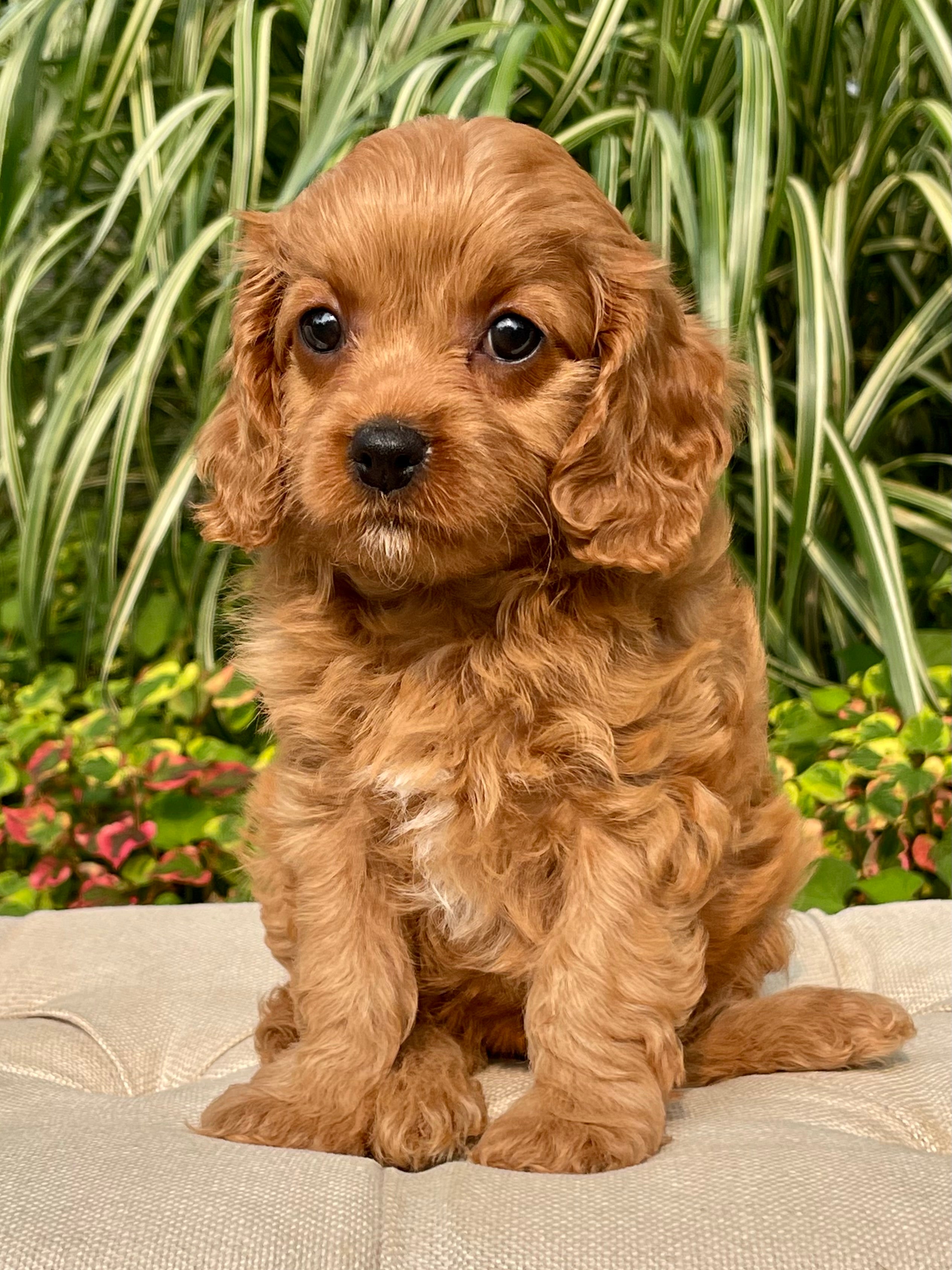 Lacey Cavapoo Puppy 💗 SOLD – Precious Pups USA