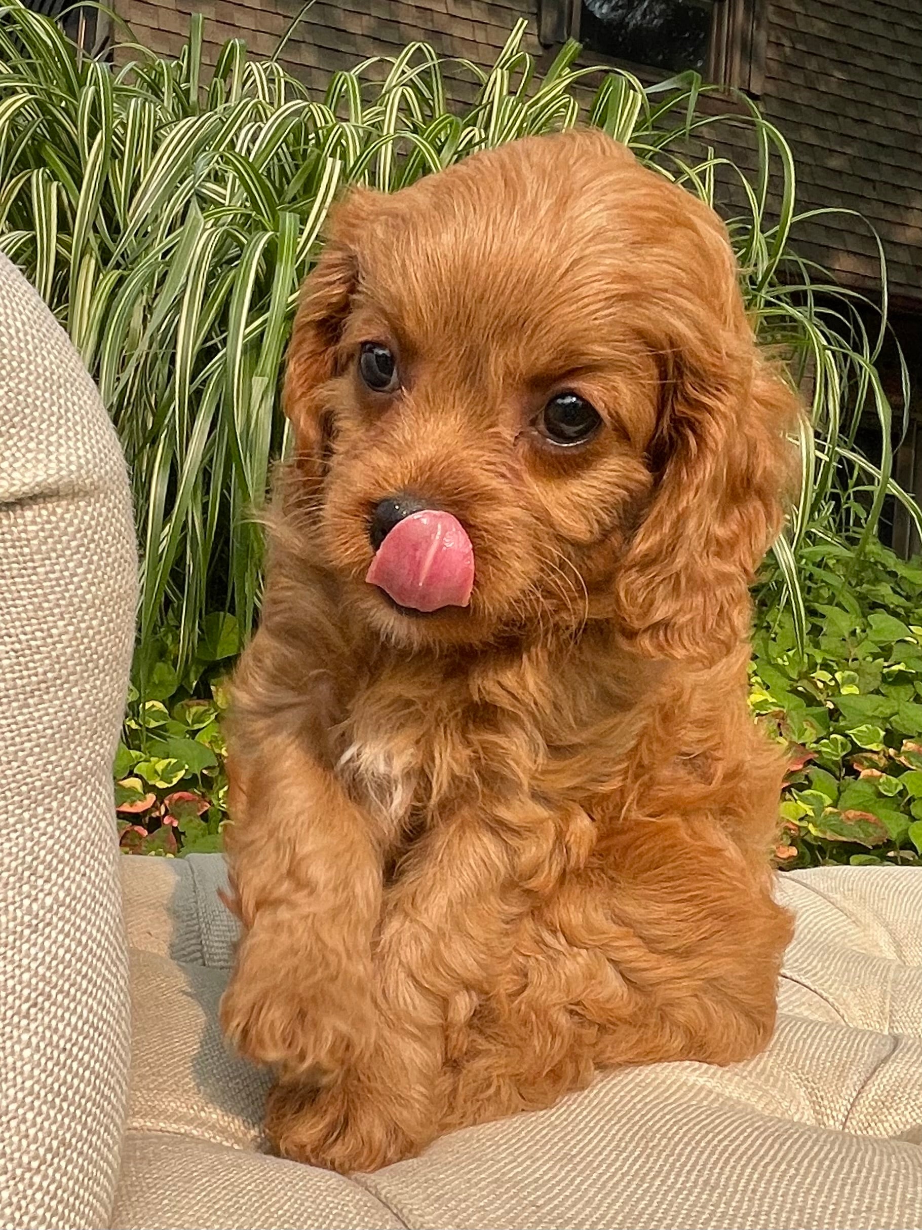 Lacey Cavapoo Puppy 💗 SOLD – Precious Pups USA