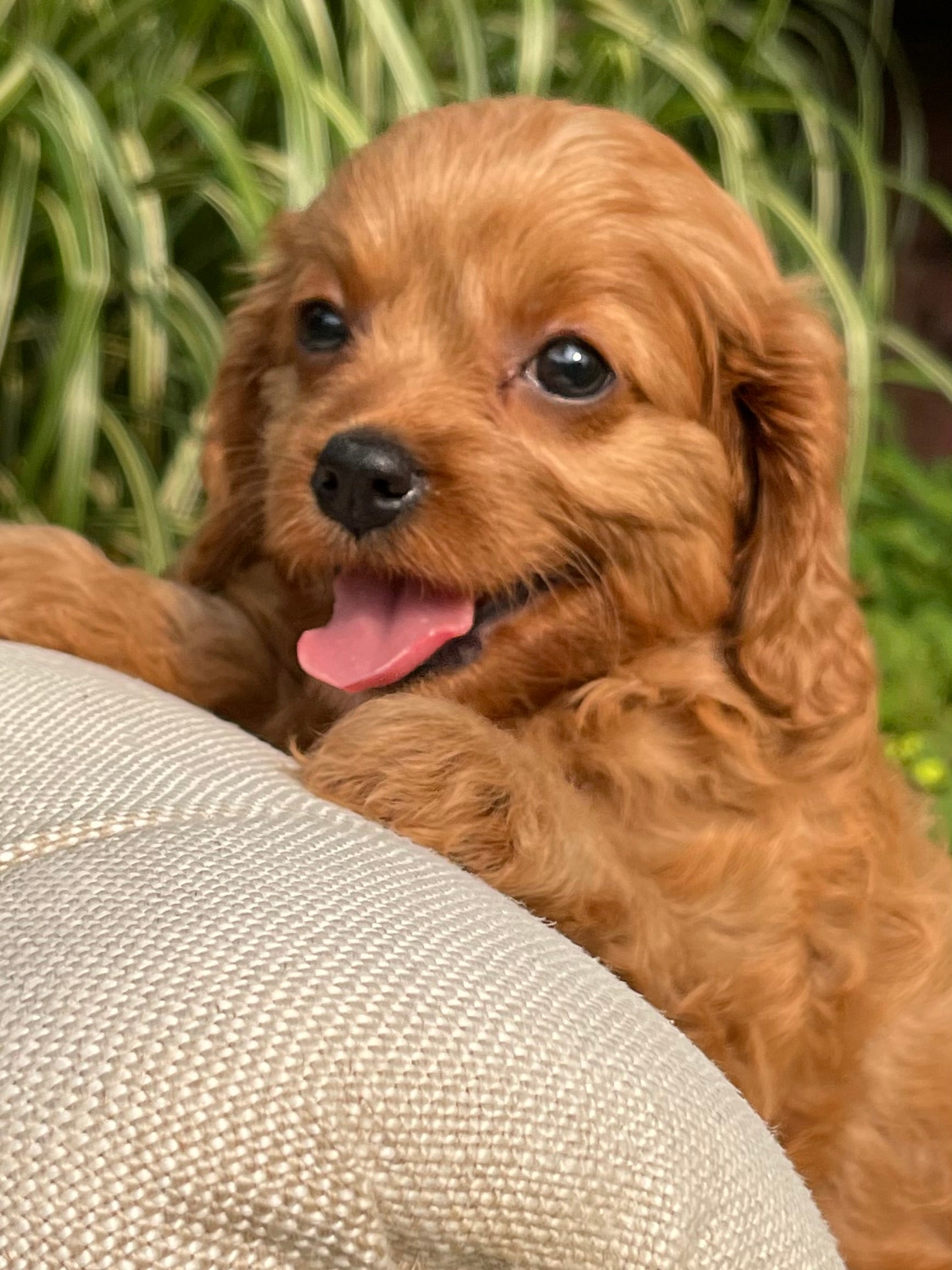 Lacey Cavapoo Puppy 💗 SOLD – Precious Pups USA