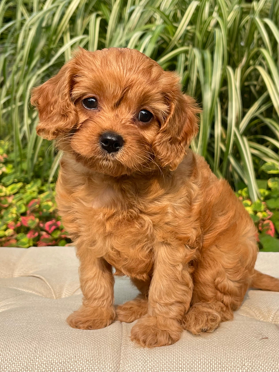Luke Cavapoo Puppy 💙 SOLD – Precious Pups USA