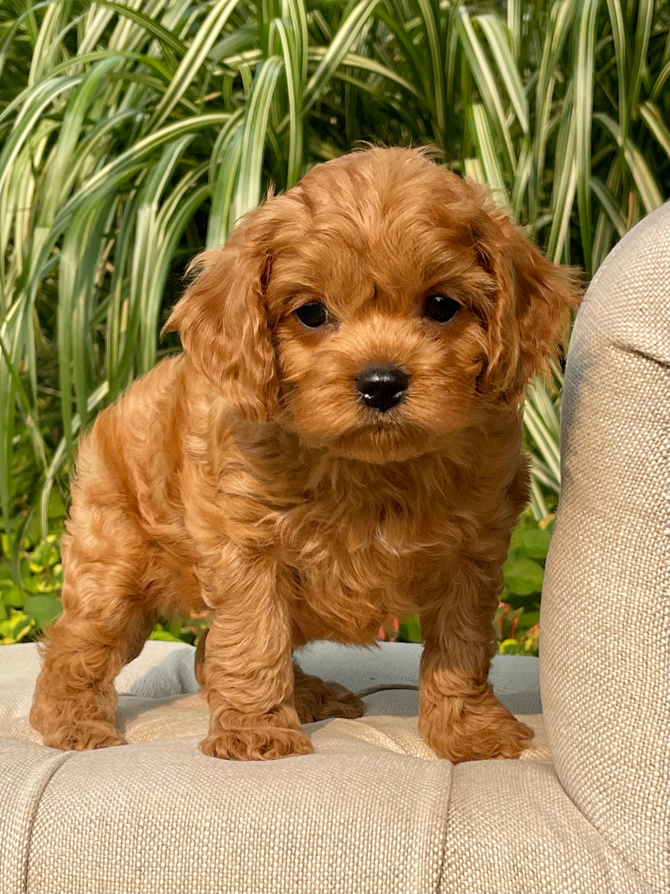 Luke Cowapoo Luke Cavapoo Puppy 💙 SOLD – Precious Pups Doodles