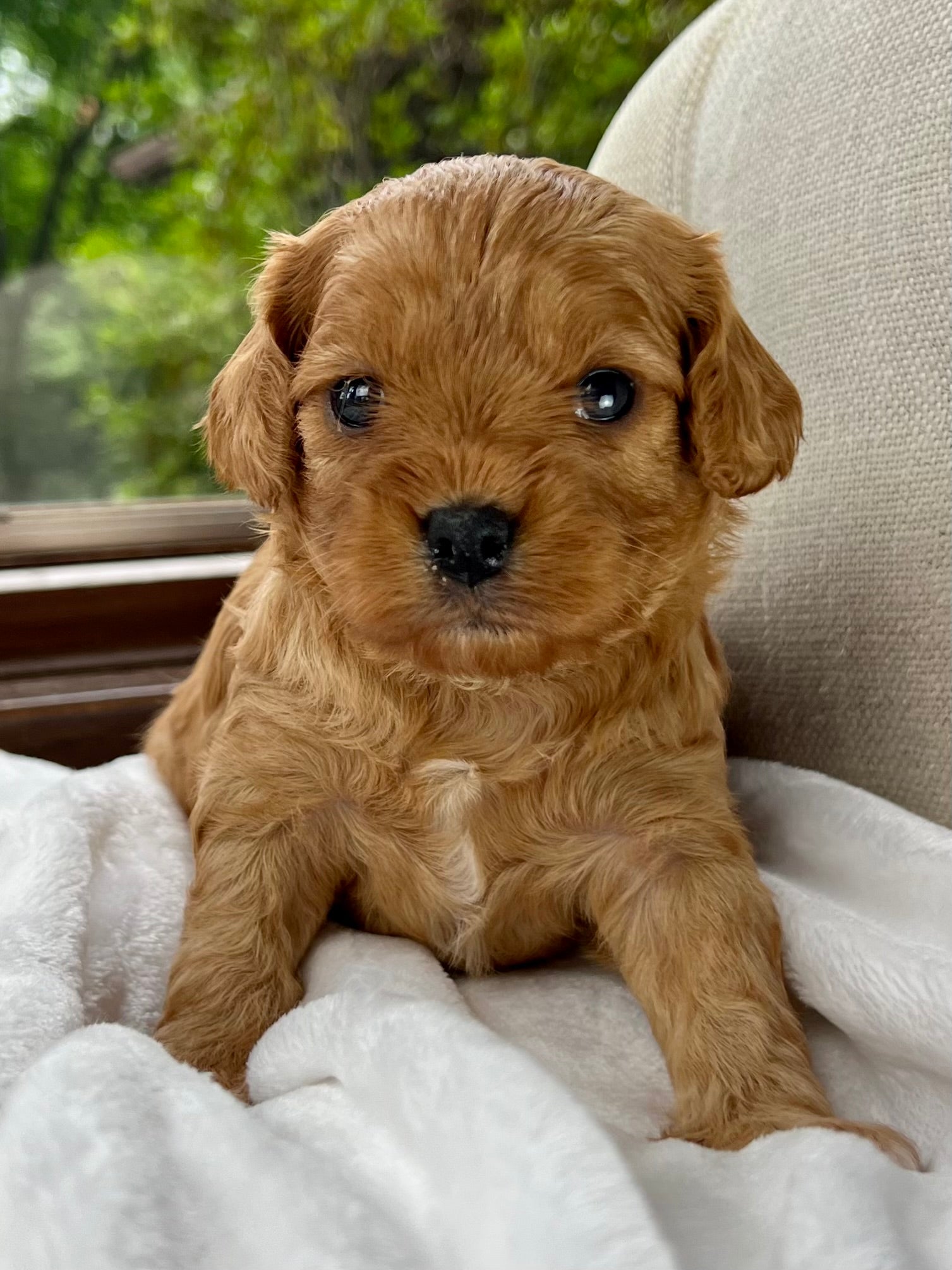 Darla Cavapoo Puppy 💗 SOLD – Precious Pups USA