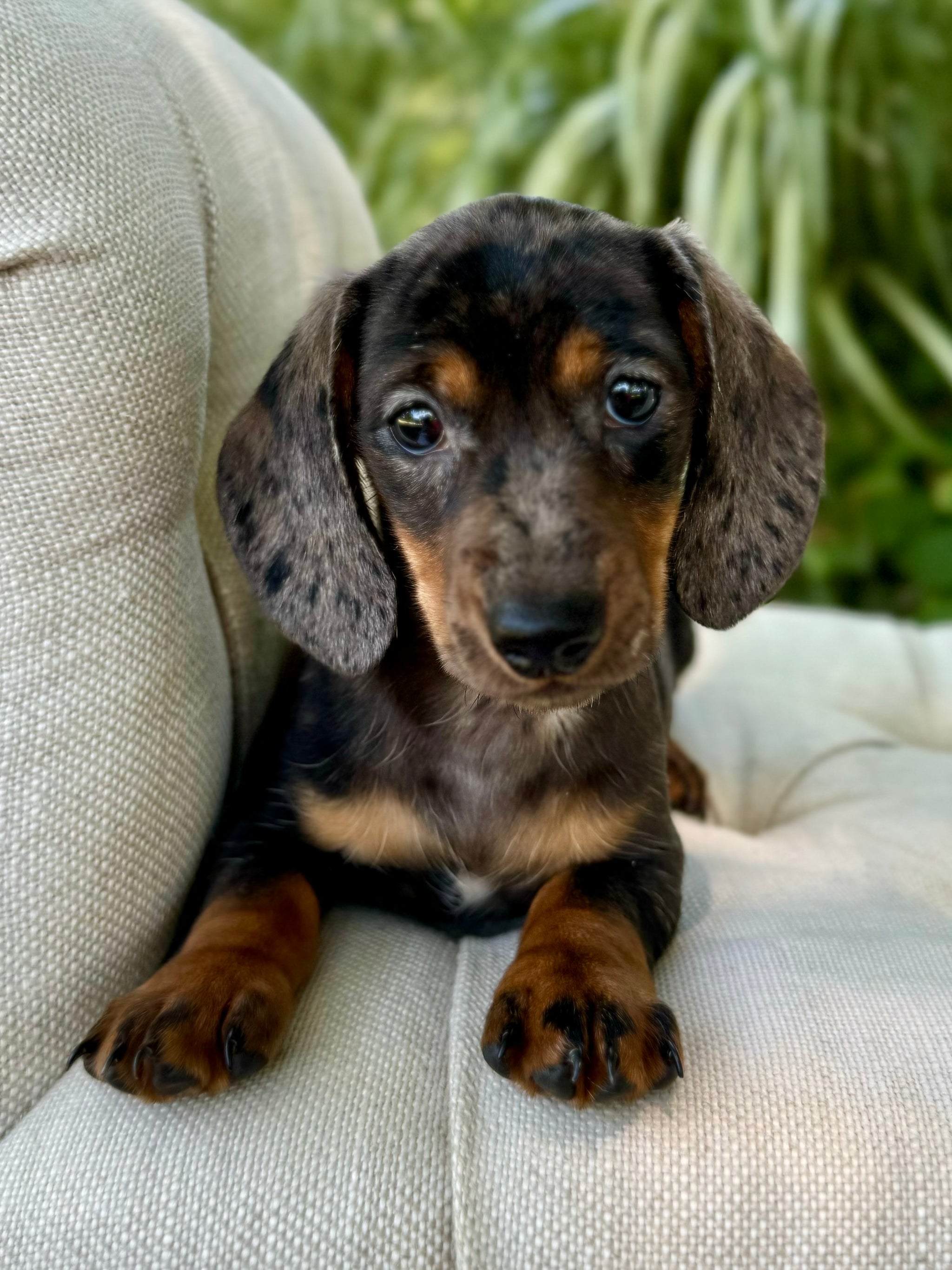 Weiner Dog Mini Doxie Puppies For Sale Near Me Miniature Doxie