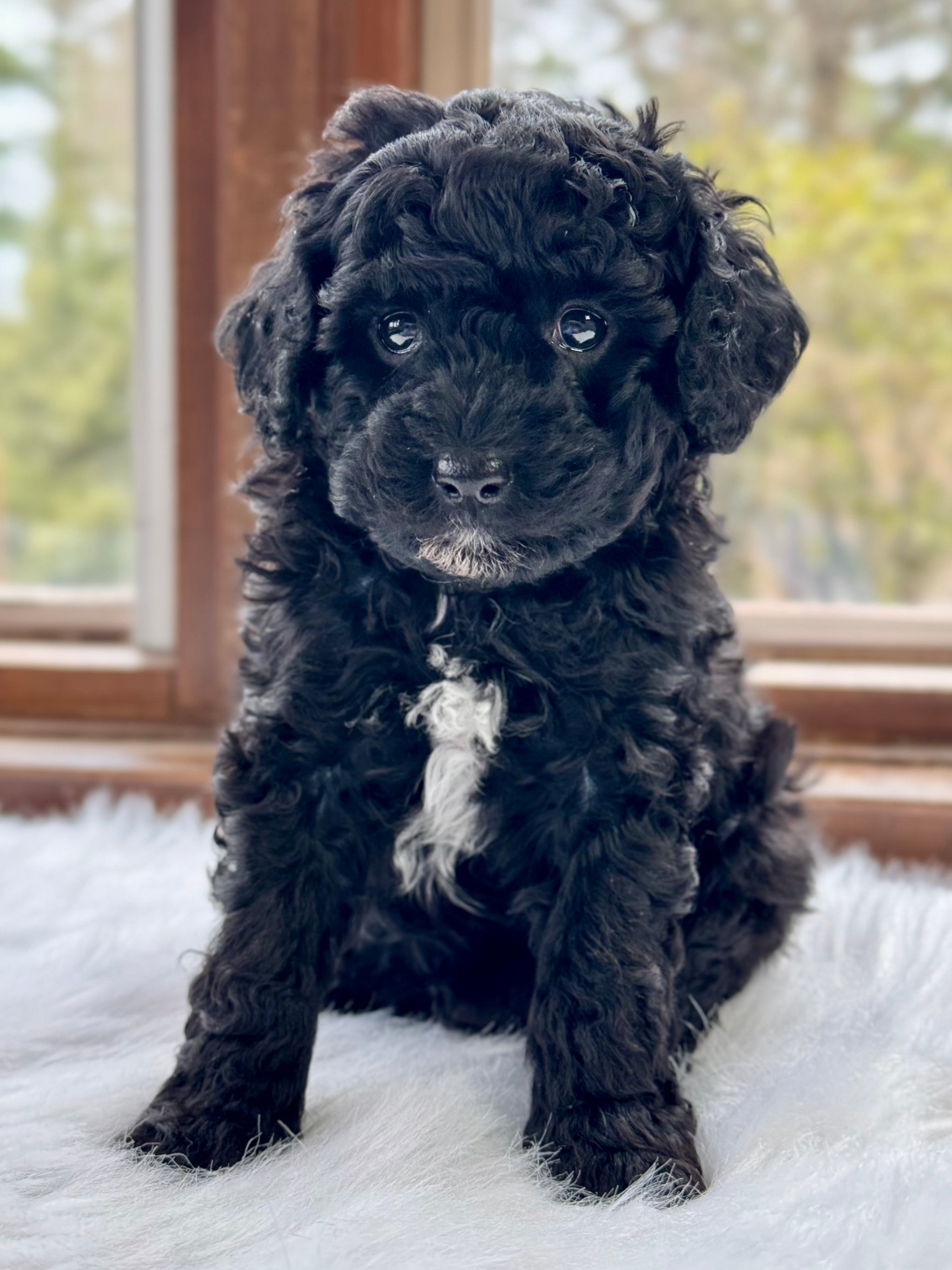 Marley Mini Toy Poodle Puppy 💙 SOLD – Precious Pups USA, image size:2048x2730
