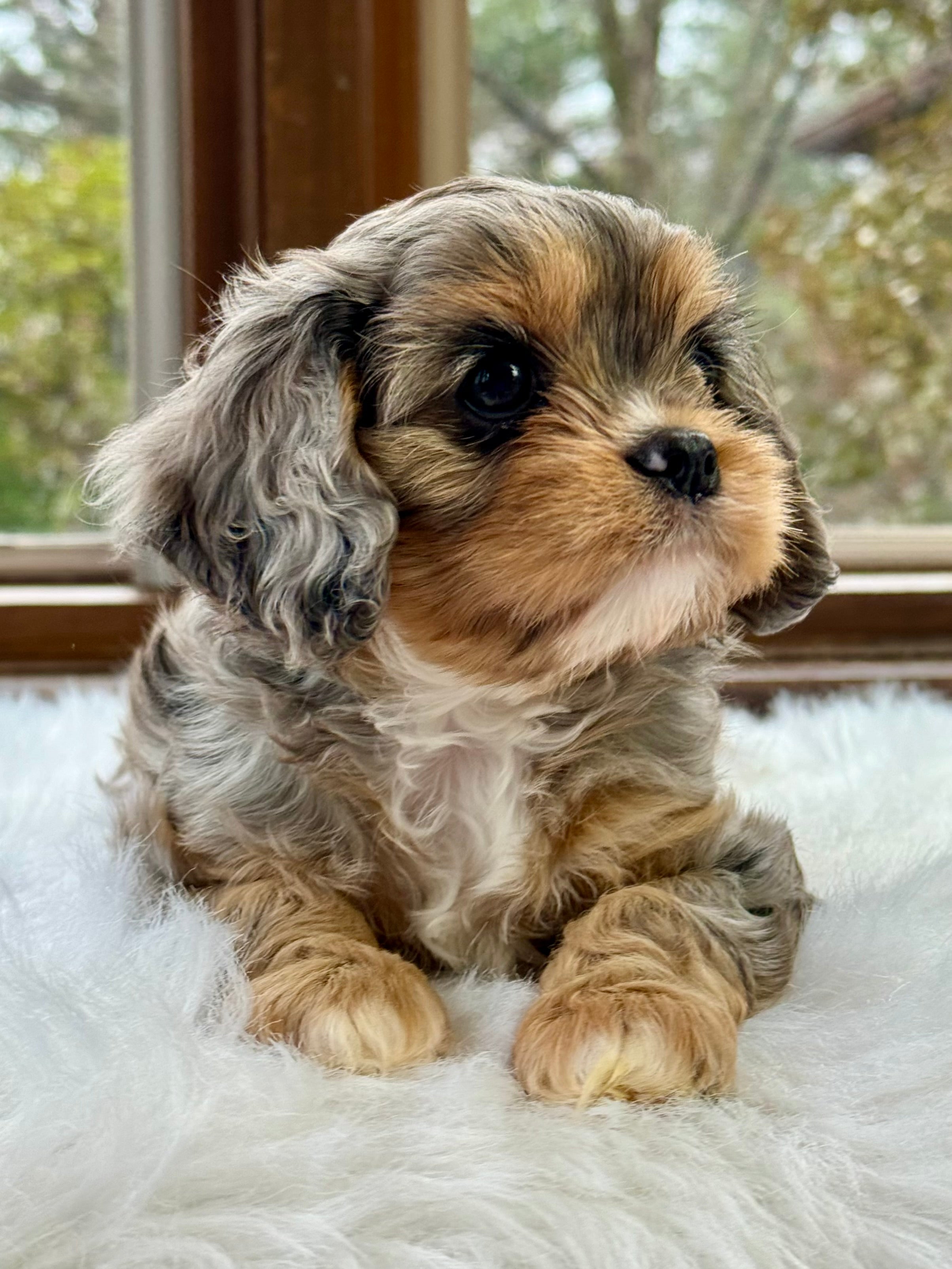 Pantom Cavapoo Bonnet Cavapoo Puppy 💗 SOLD – Precious Pups Doodles