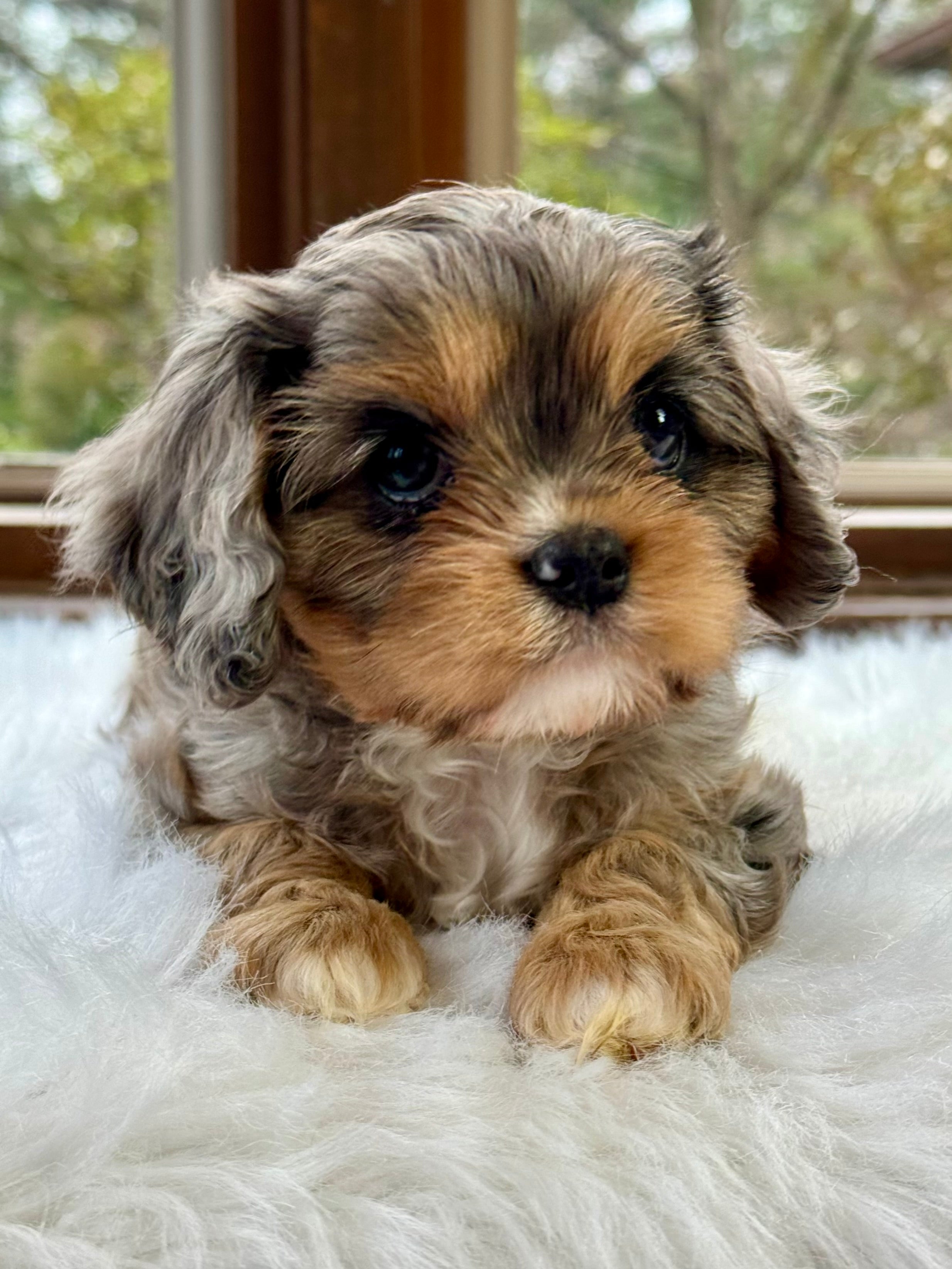 Phantom Abstract Cavapoo Bonnet Cavapoo Puppy 💗 SOLD – Precious Pups Doodles