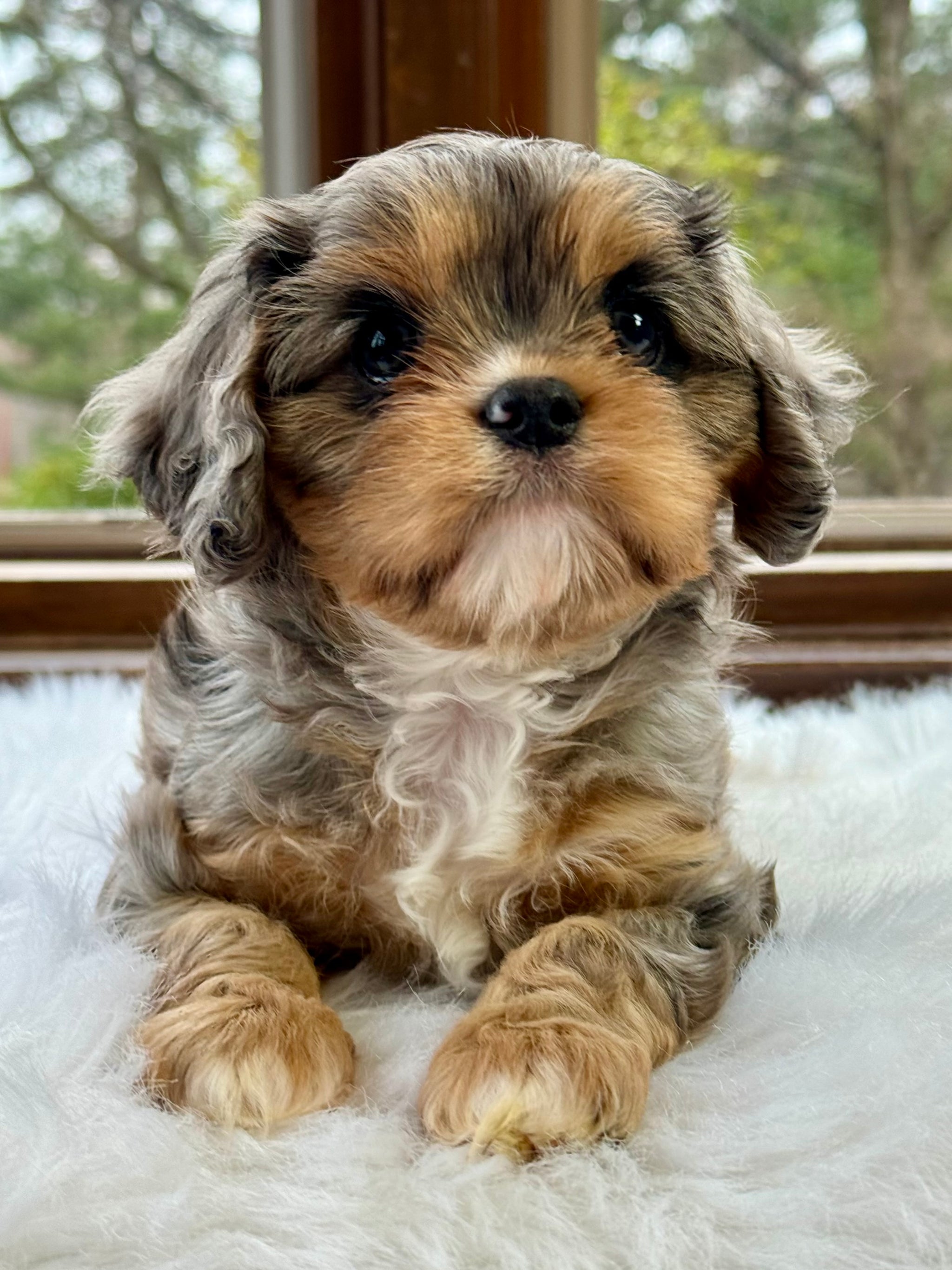 Cavapoo merle best sale