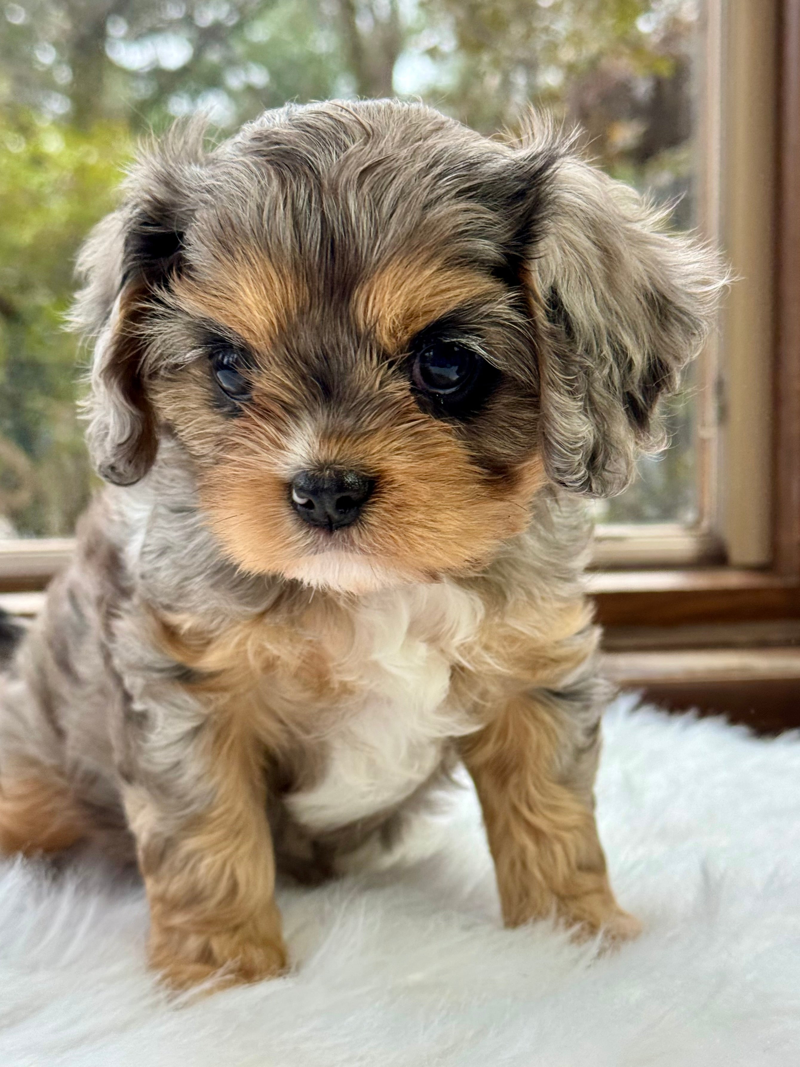 Pantom Cavapoo Bonnet Cavapoo Puppy 💗 SOLD – Precious Pups Doodles