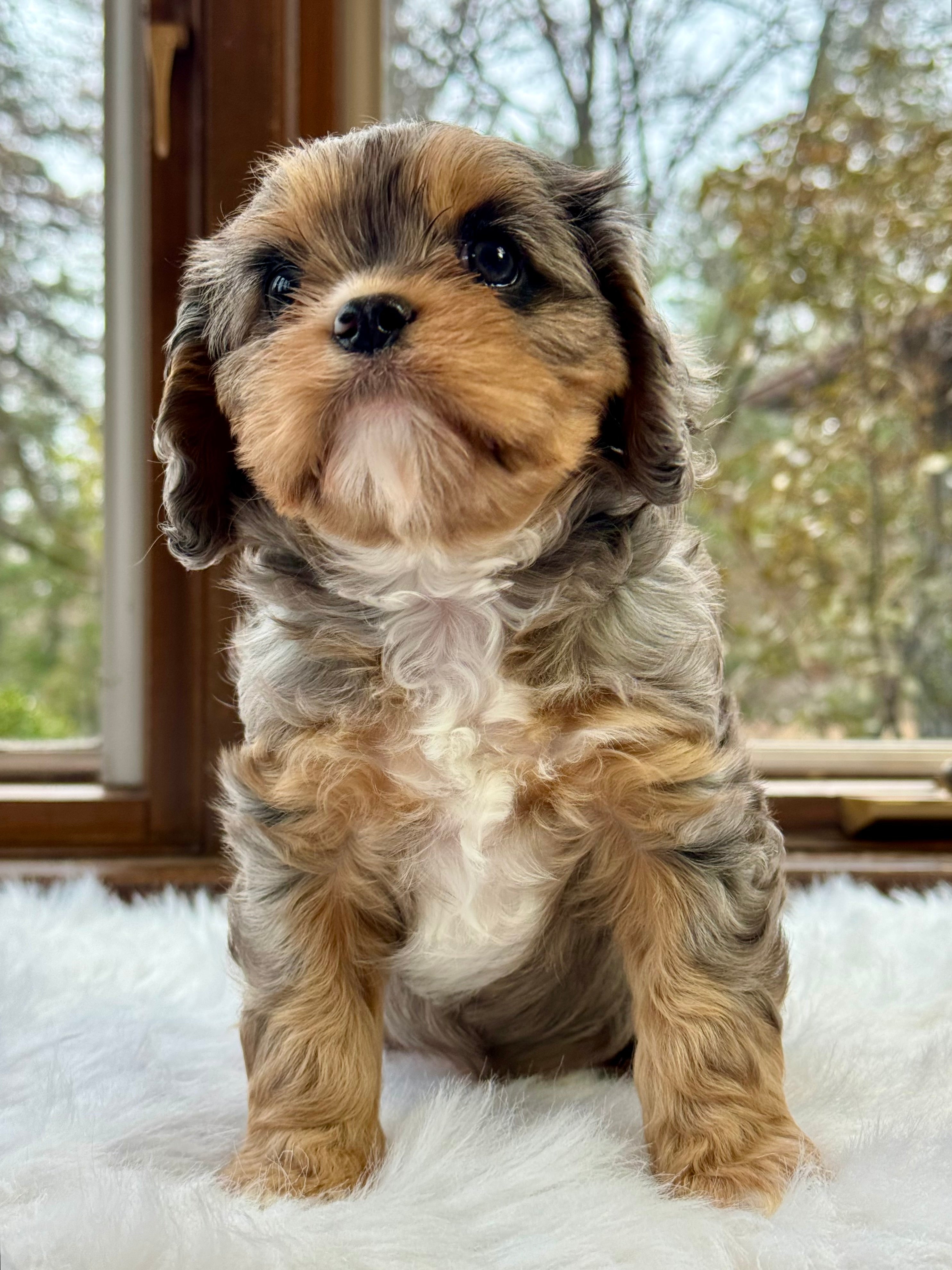 Pantom Cavapoo Bonnet Cavapoo Puppy 💗 SOLD – Precious Pups Doodles