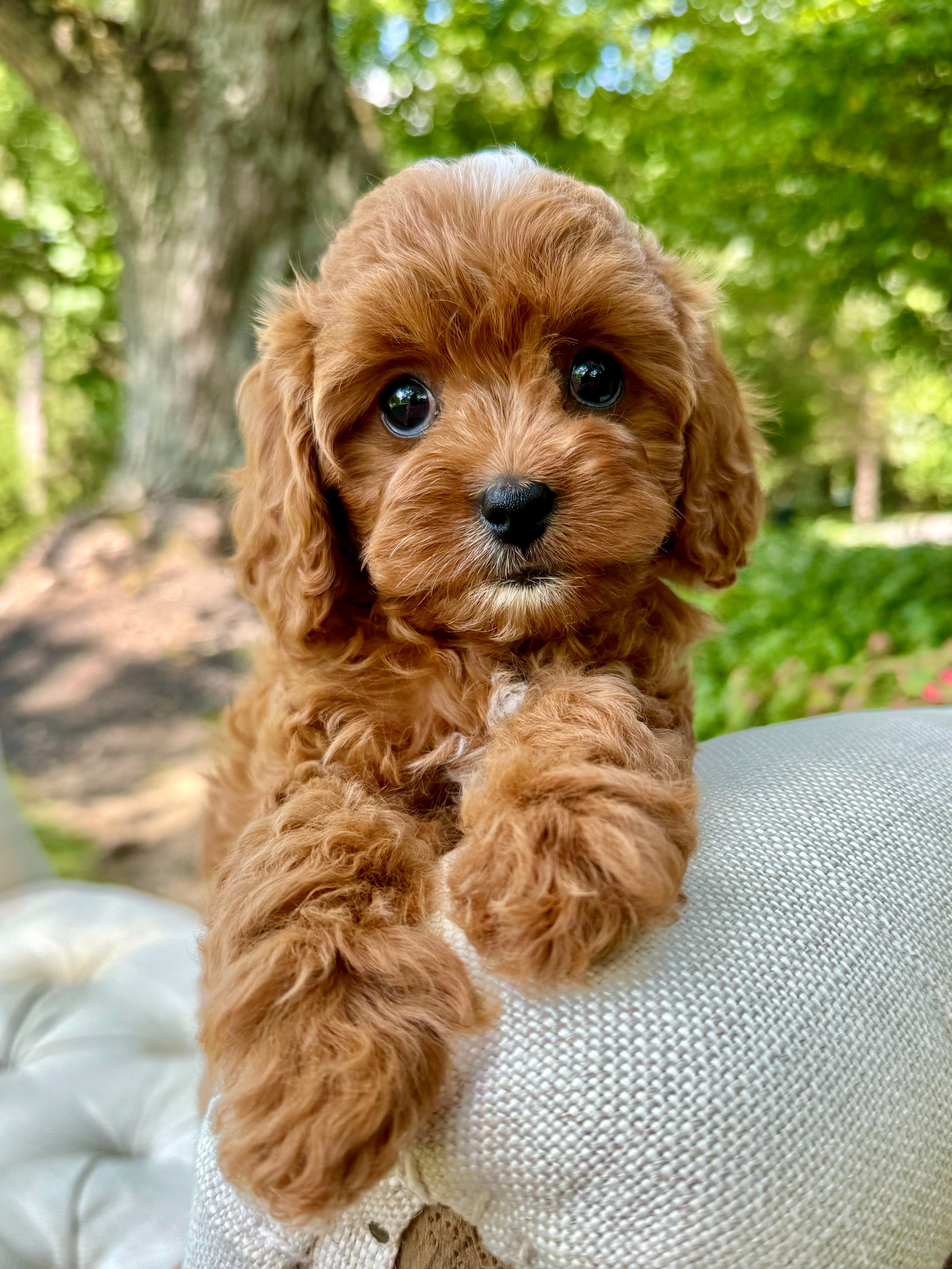 Lilo Cavapoo Puppy 💗 SOLD – Precious Pups USA