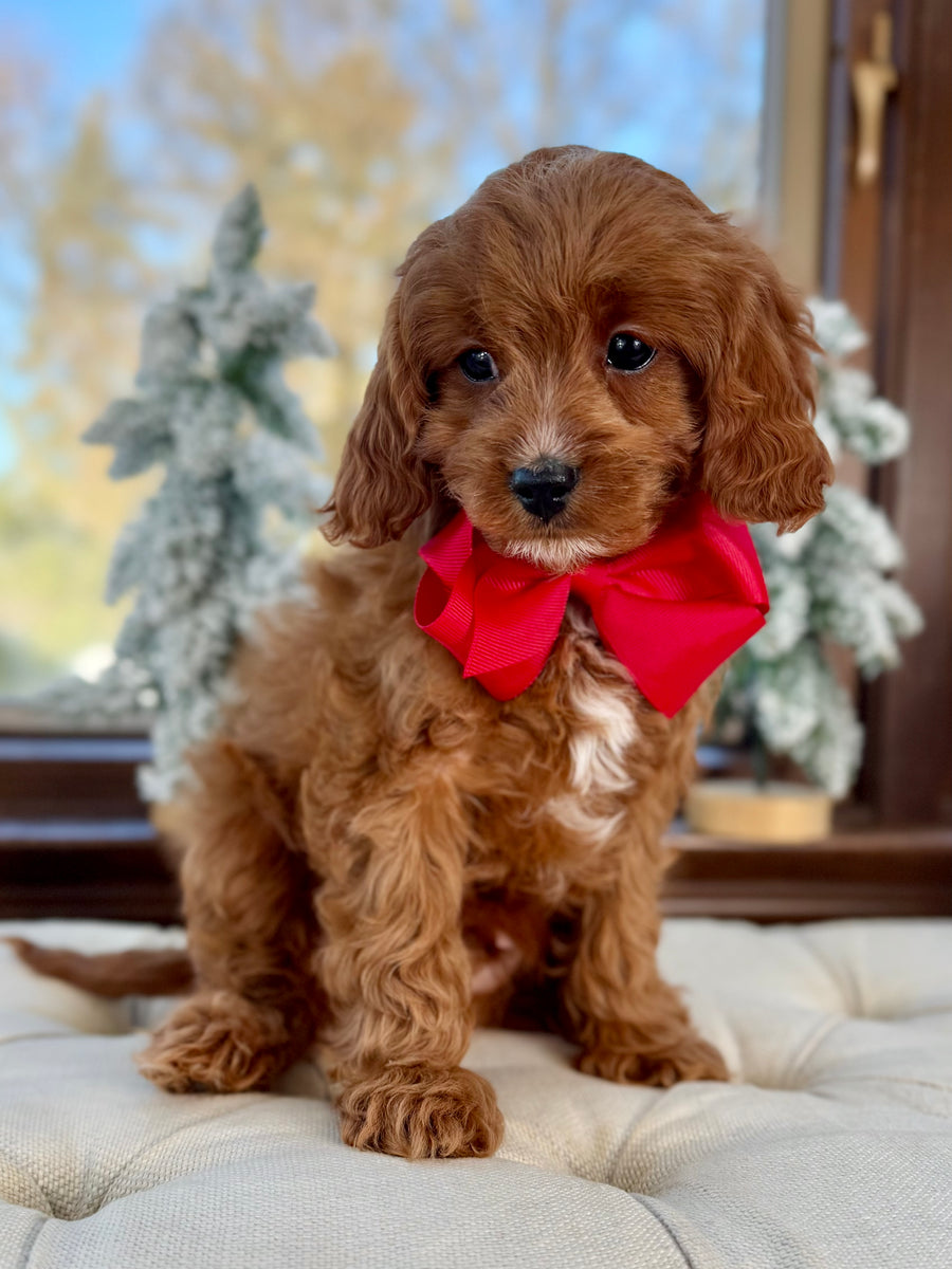 Cupid Cavapoo Puppy 💙 SOLD – Precious Pups Doodles