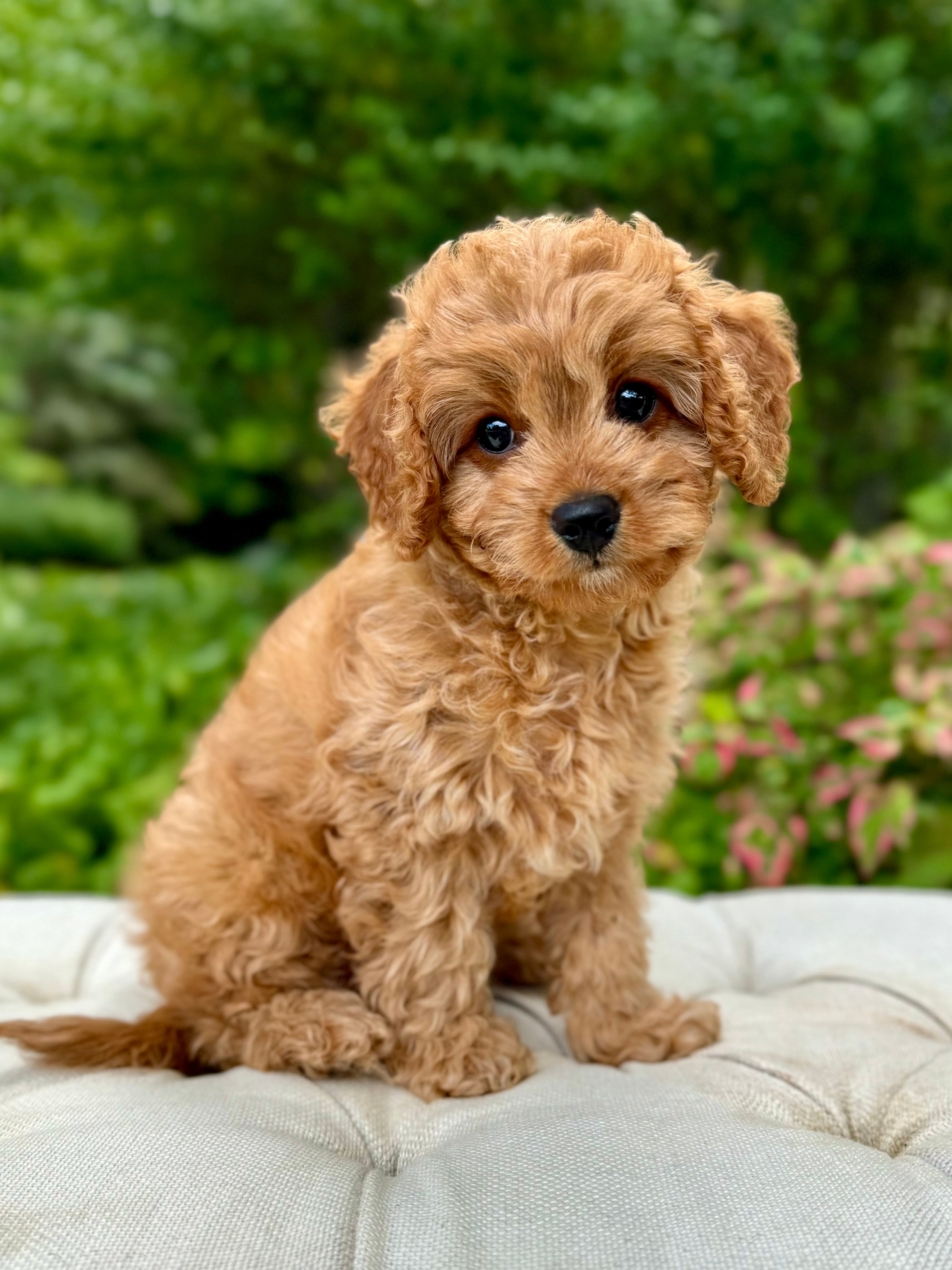 Sig Cavapoo Simba Cavapoo Puppy 💙 SOLD – Precious Pups Doodles