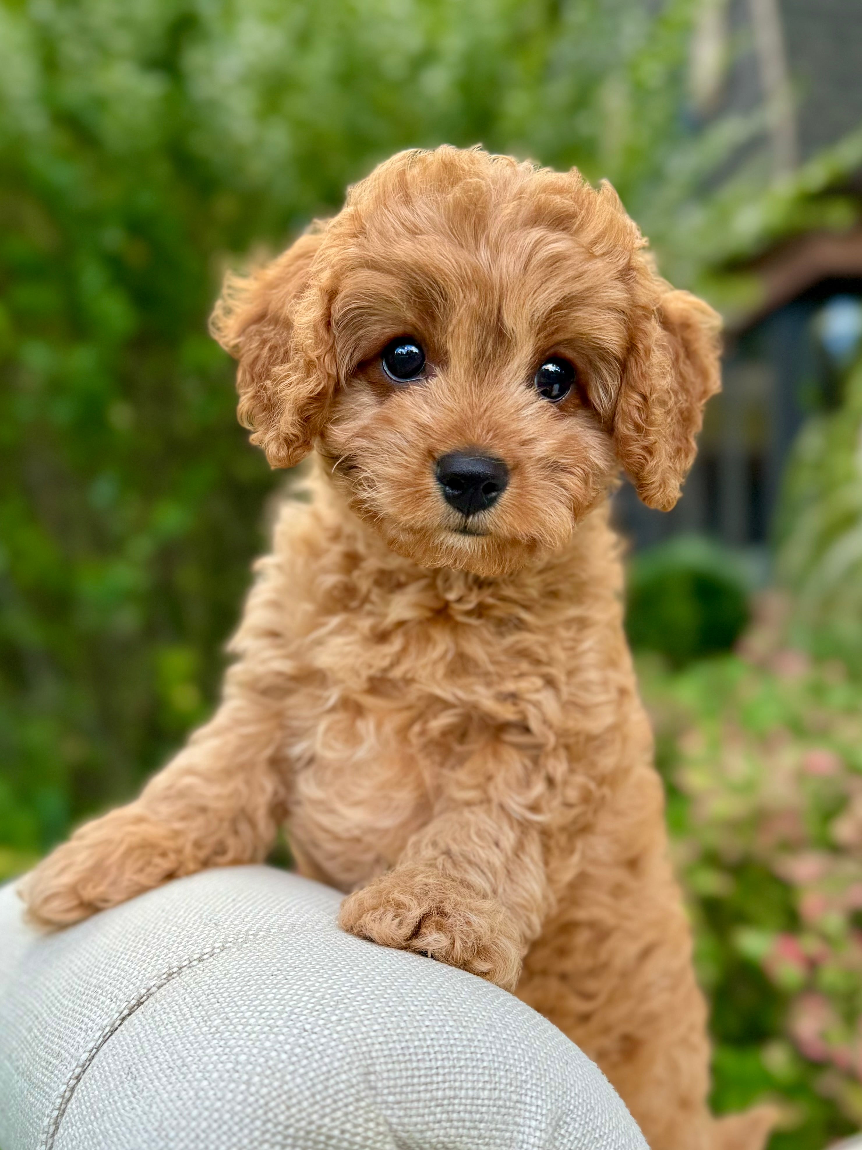 Sig Cavapoo Simba Cavapoo Puppy 💙 SOLD – Precious Pups Doodles