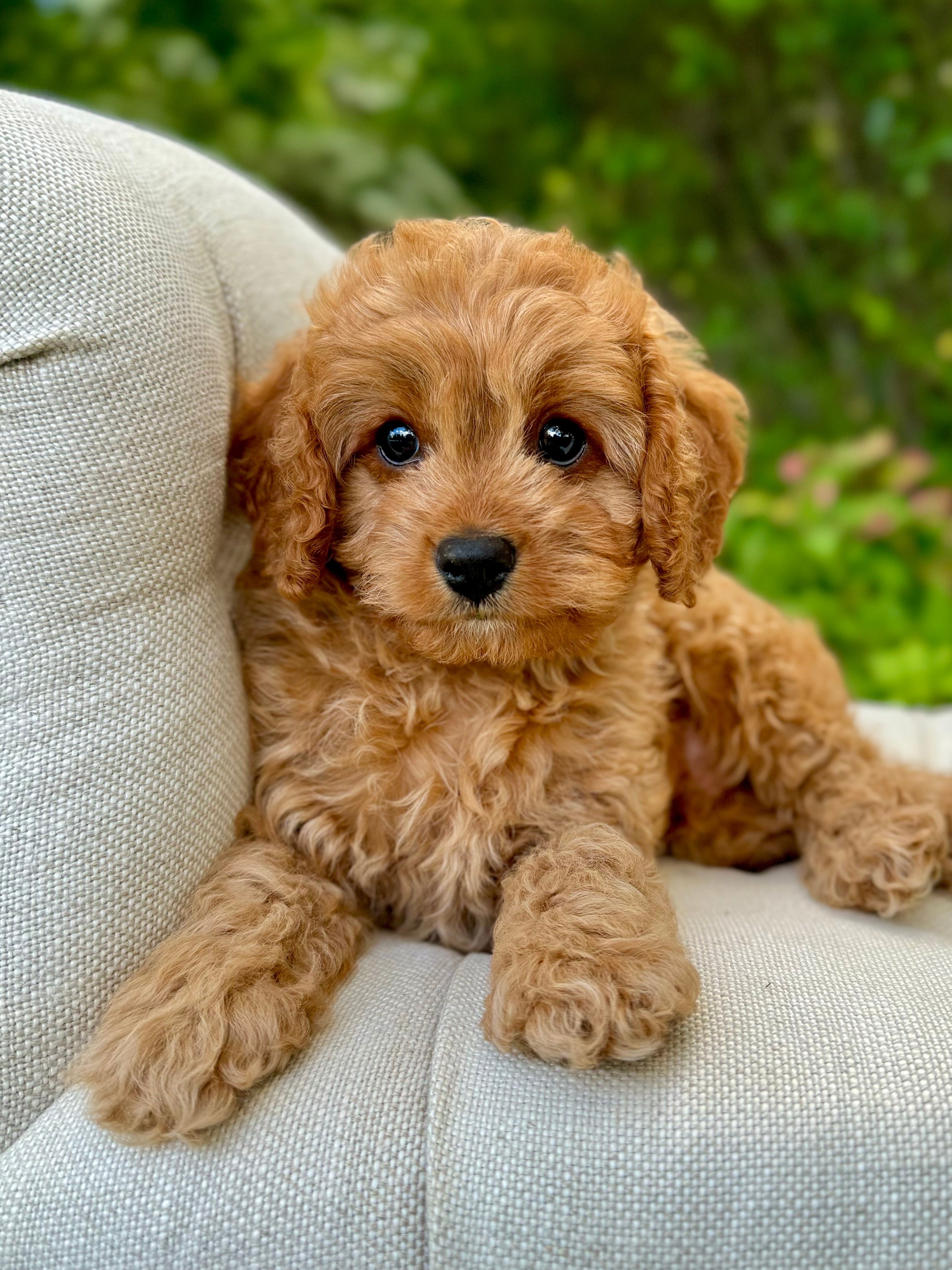 Sig Cavapoo Simba Cavapoo Puppy 💙 SOLD – Precious Pups Doodles