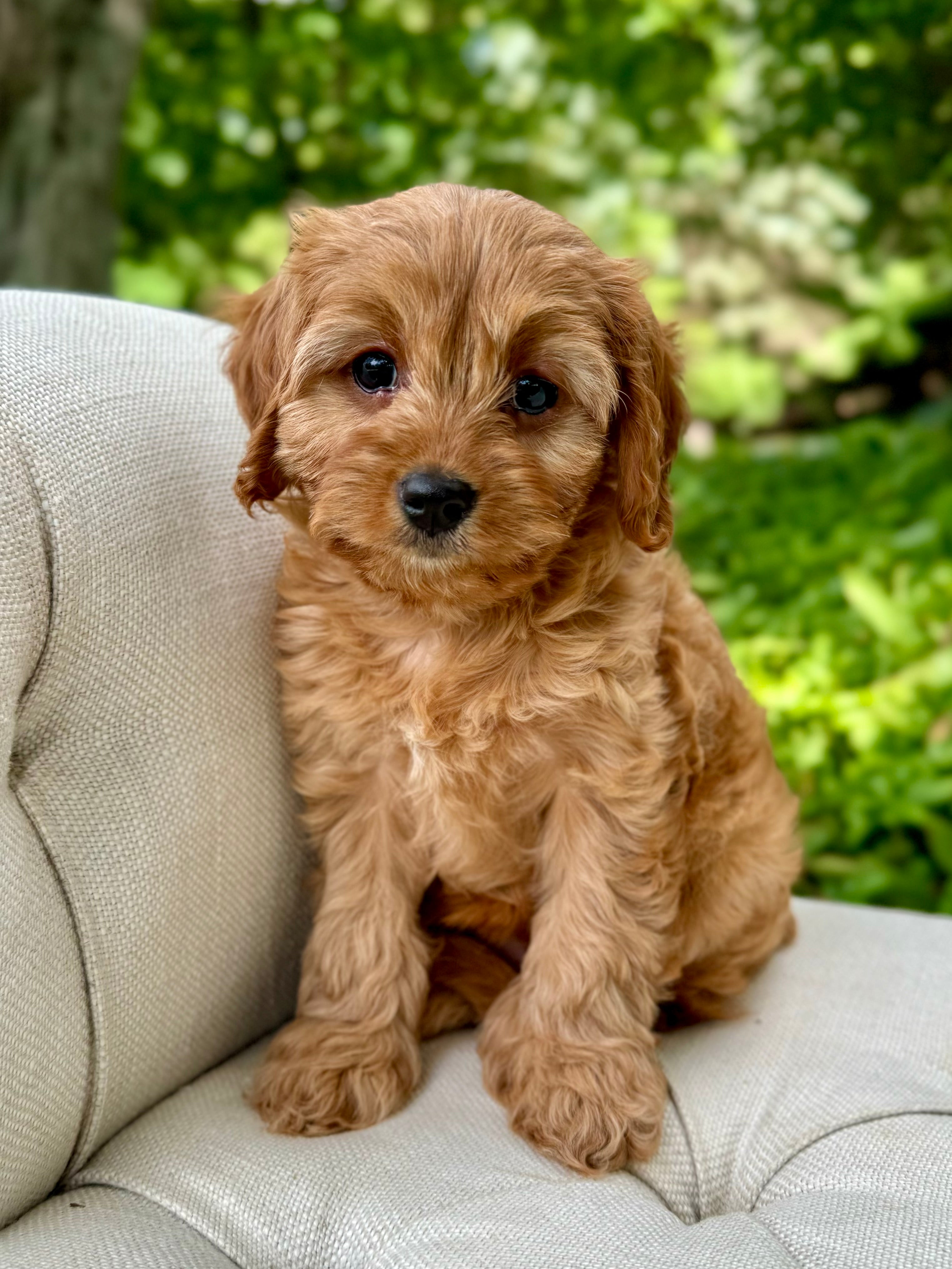 Nala Cockapoo Nala Cavapoo Puppy 💗 SOLD – Precious Pups Doodles