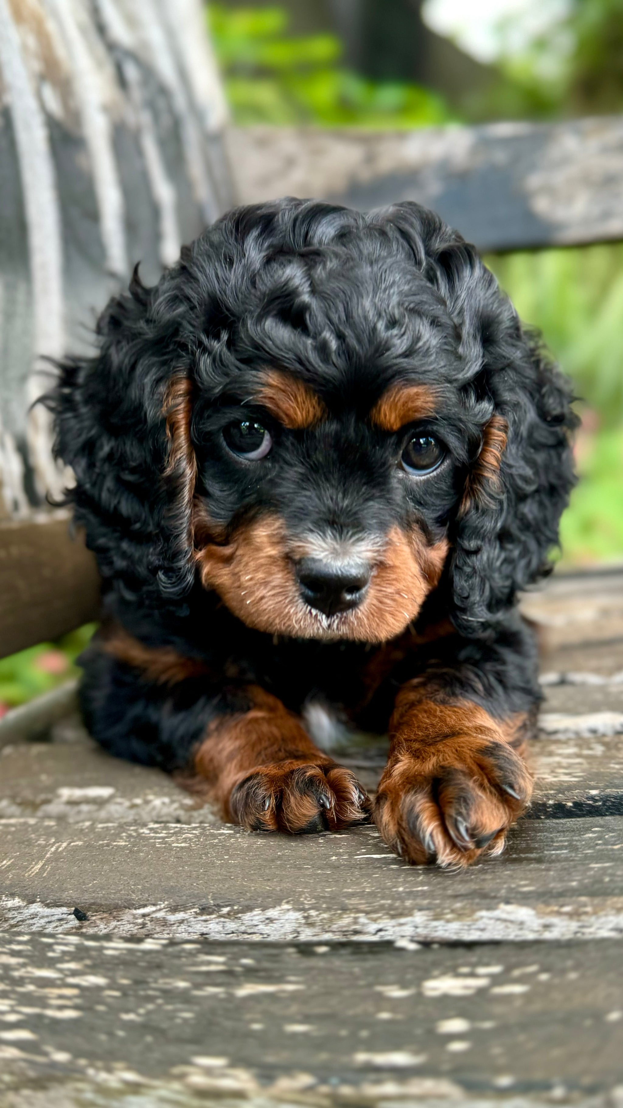 Cavoodle Puppies Cavalier Poodle For Sale Cavoodle Cavalier