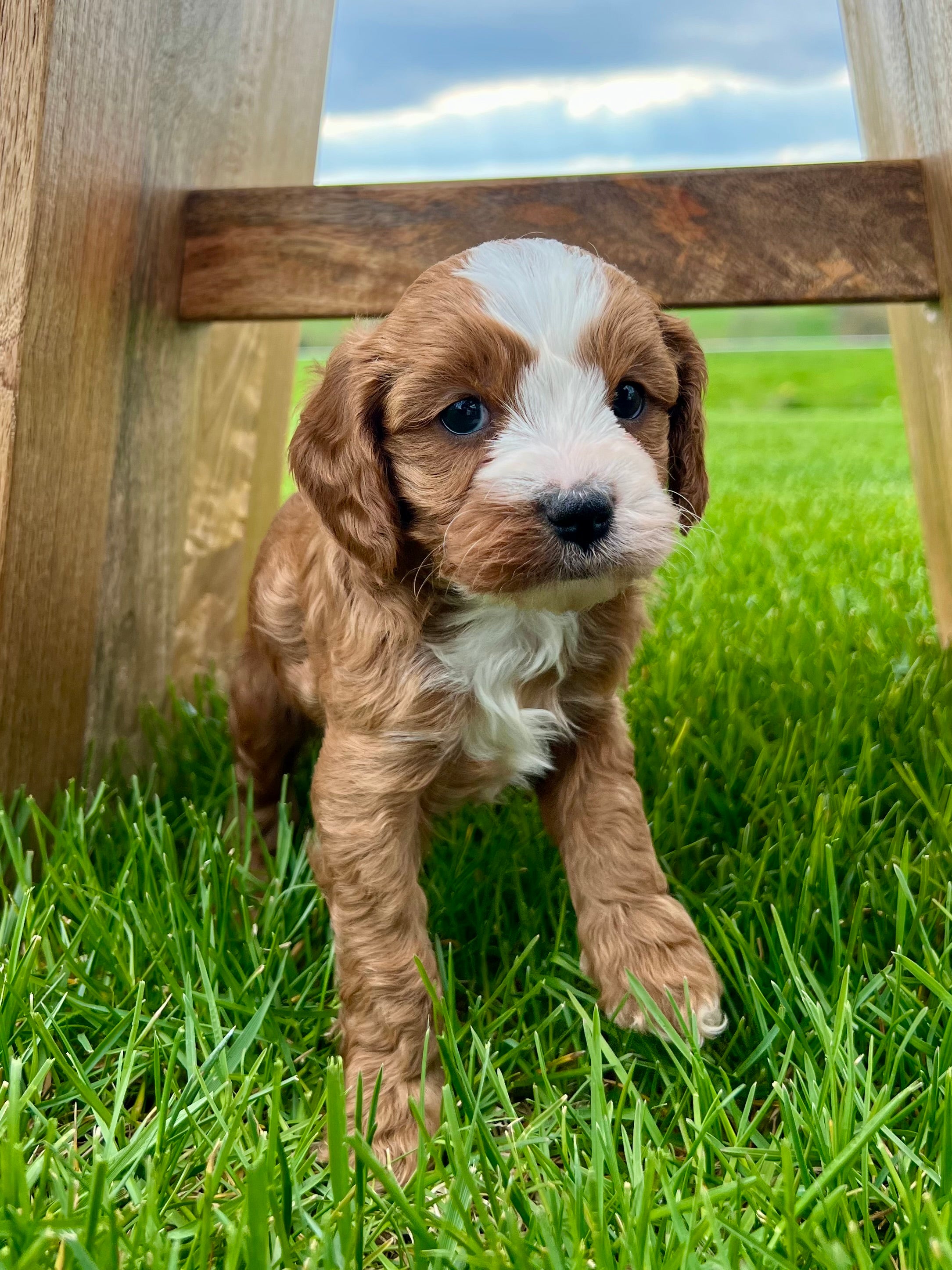 Rudy Cavapoo Puppy 💙 SOLD – Precious Pups USA