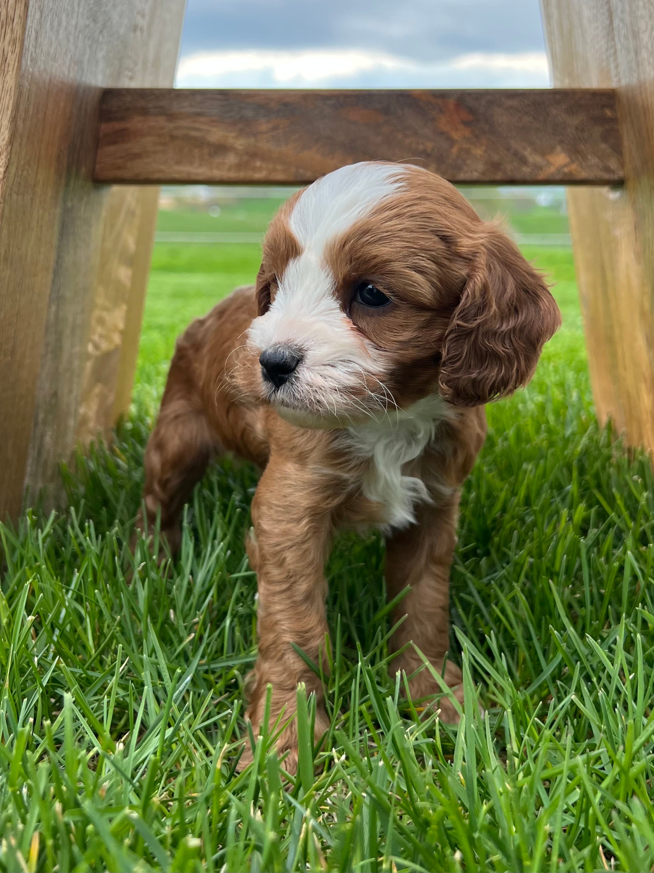 Rudy Cavapoo Puppy 💙 SOLD – Precious Pups USA