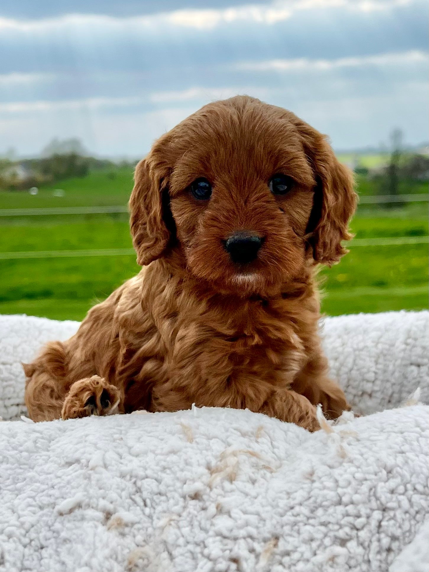 Ruby Cavapoo Puppy ๐ SOLD โ Precious Pups USA
