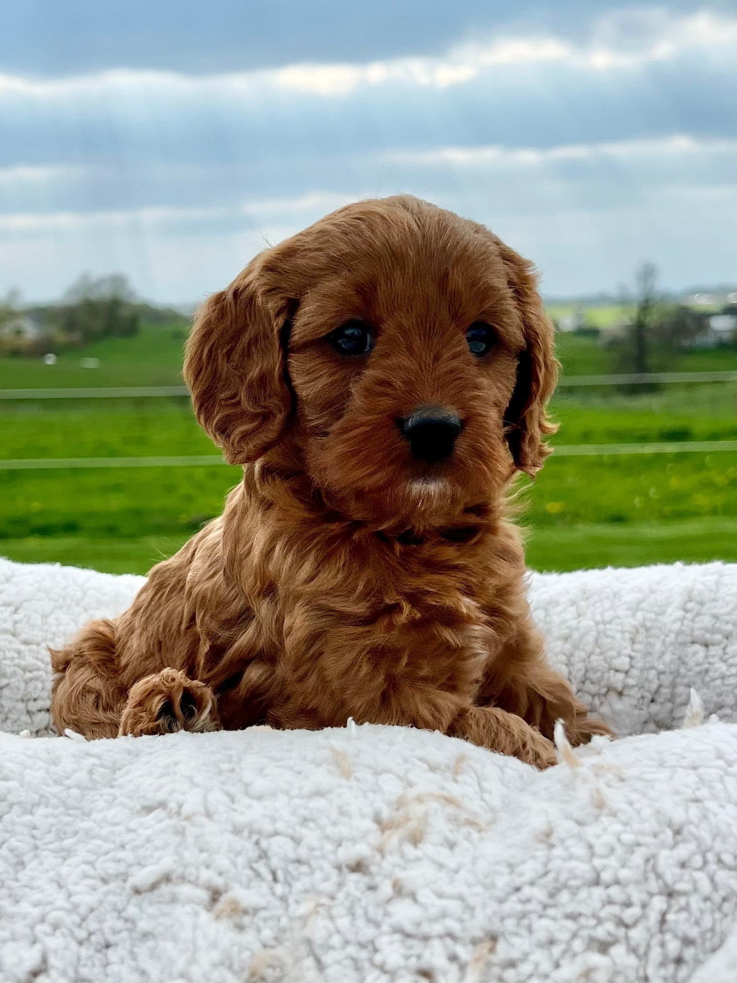 Ruby Cavapoo Puppy ๐ SOLD โ Precious Pups USA