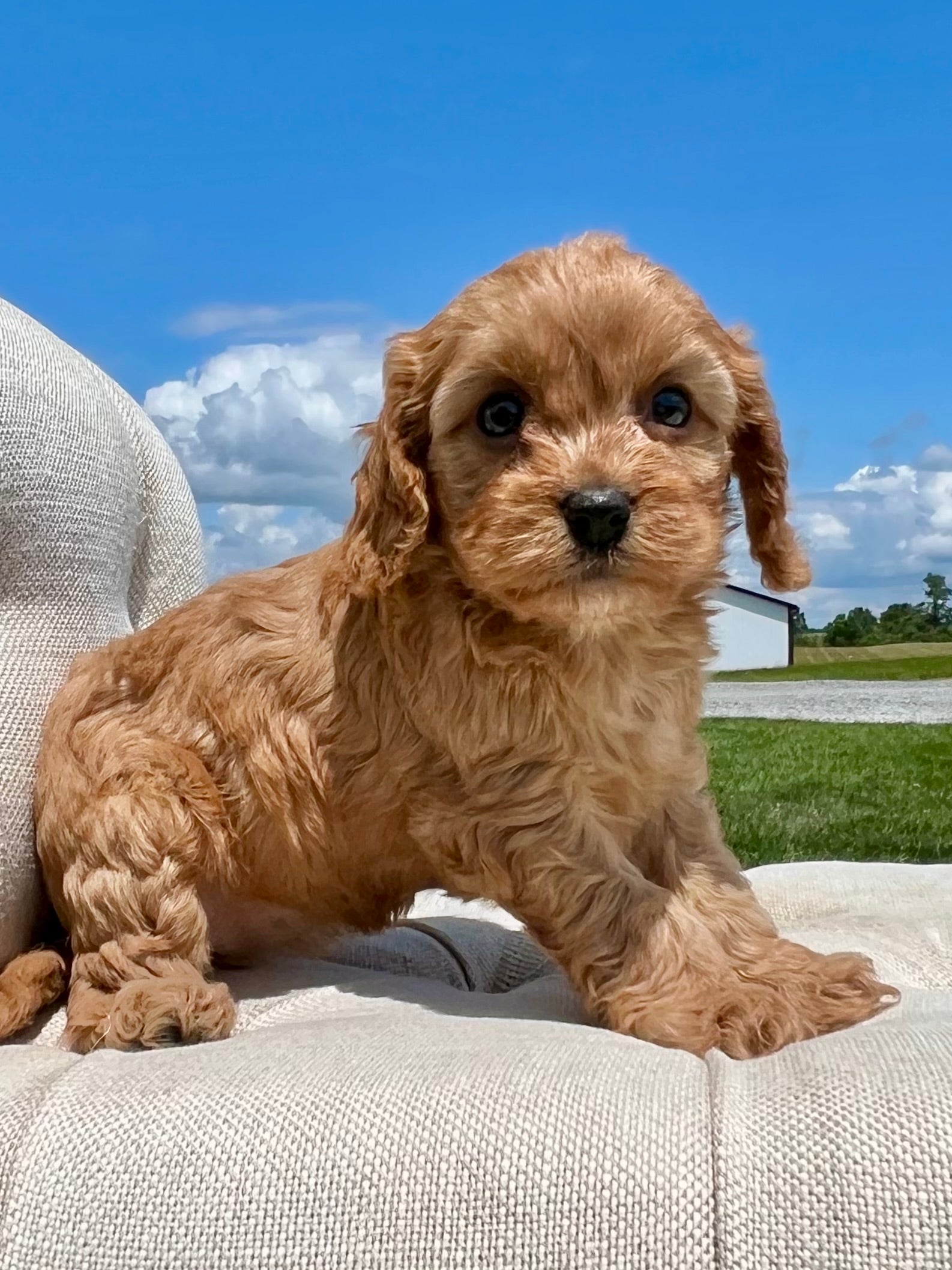 Sadie Cavapoo Puppy 💗 SOLD – Precious Pups USA