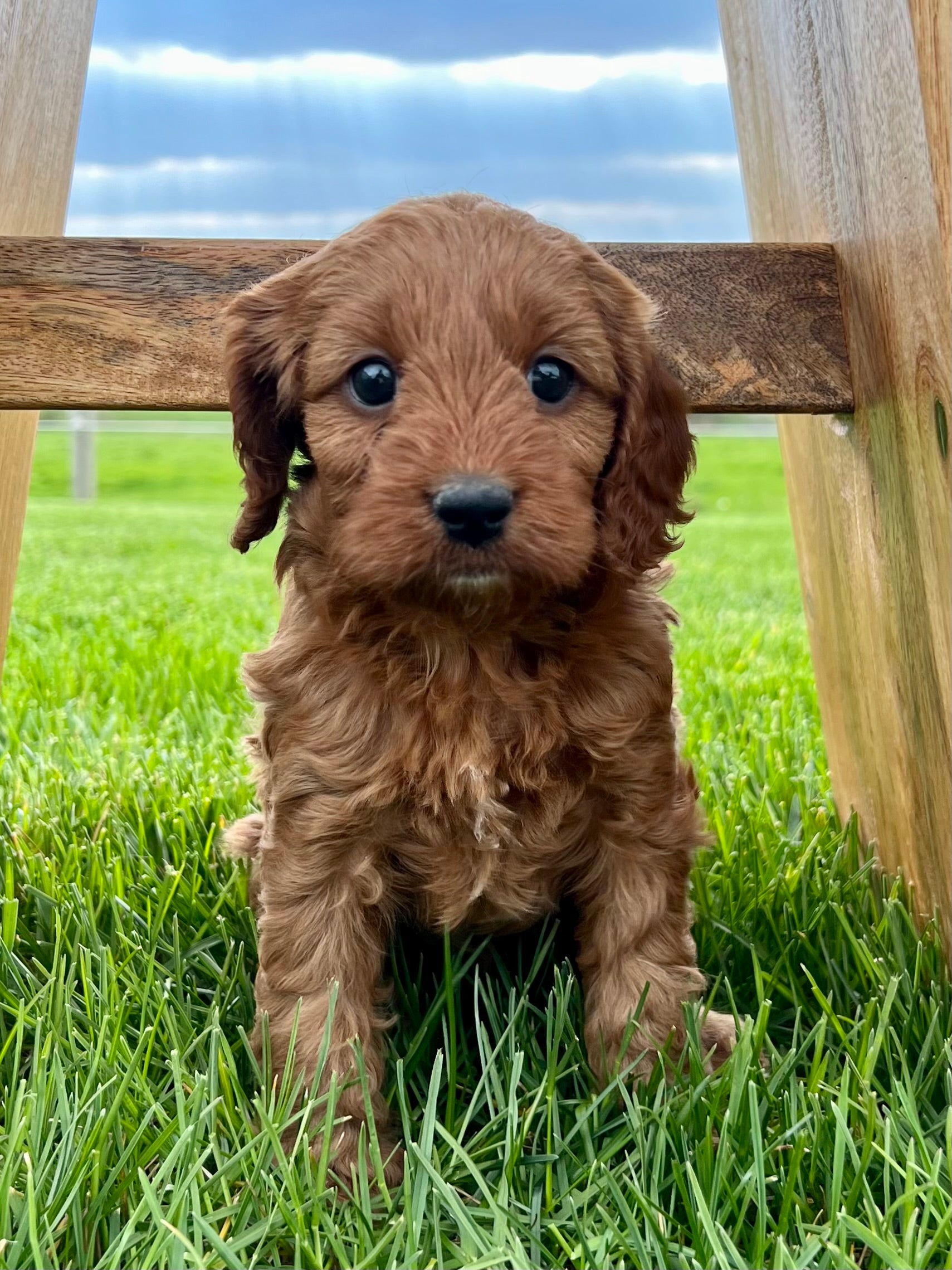 Ruby Cavapoo Puppy 💗 SOLD – Precious Pups USA