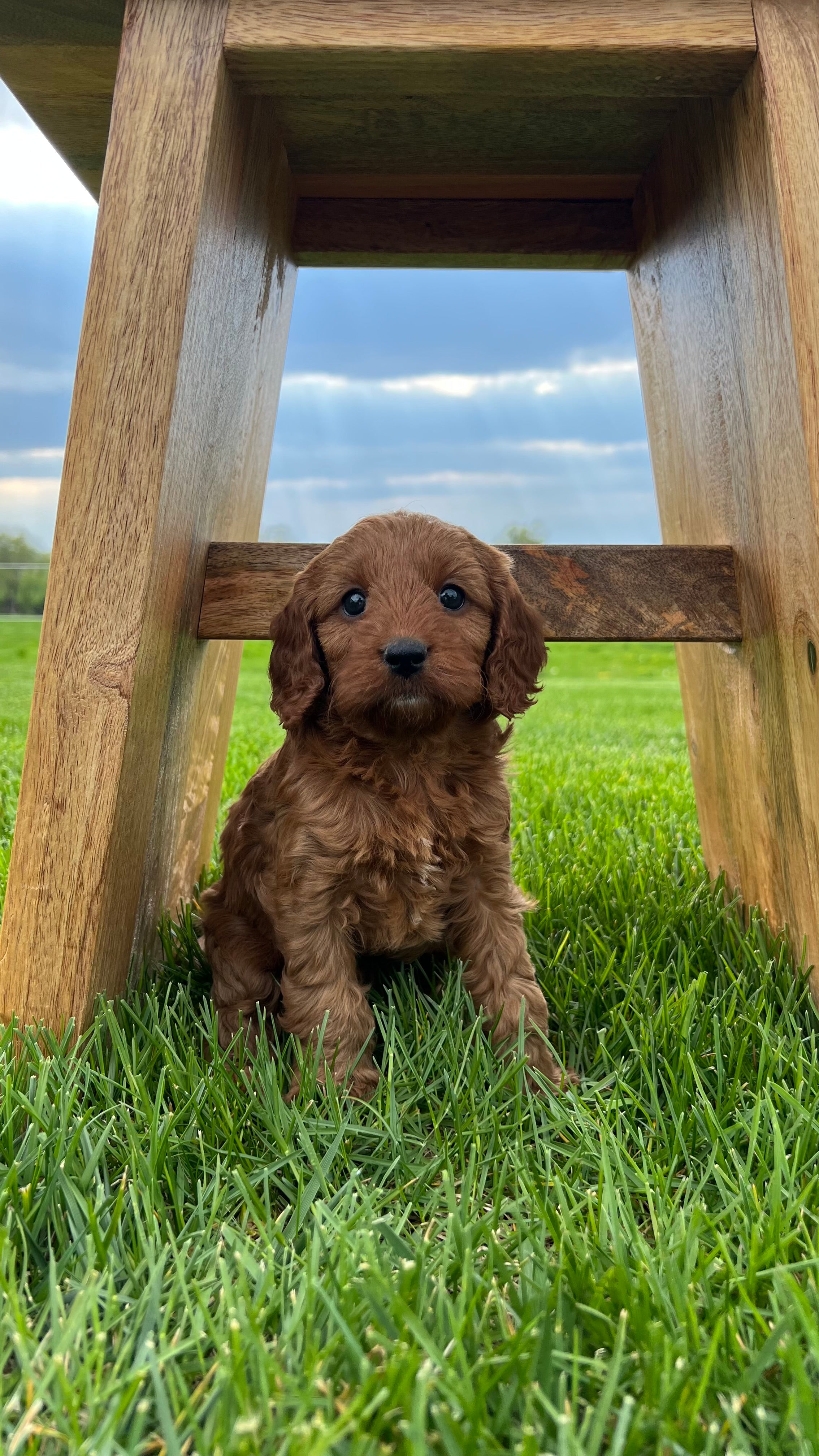 Ruby Cavapoo Puppy ๐ SOLD โ Precious Pups USA