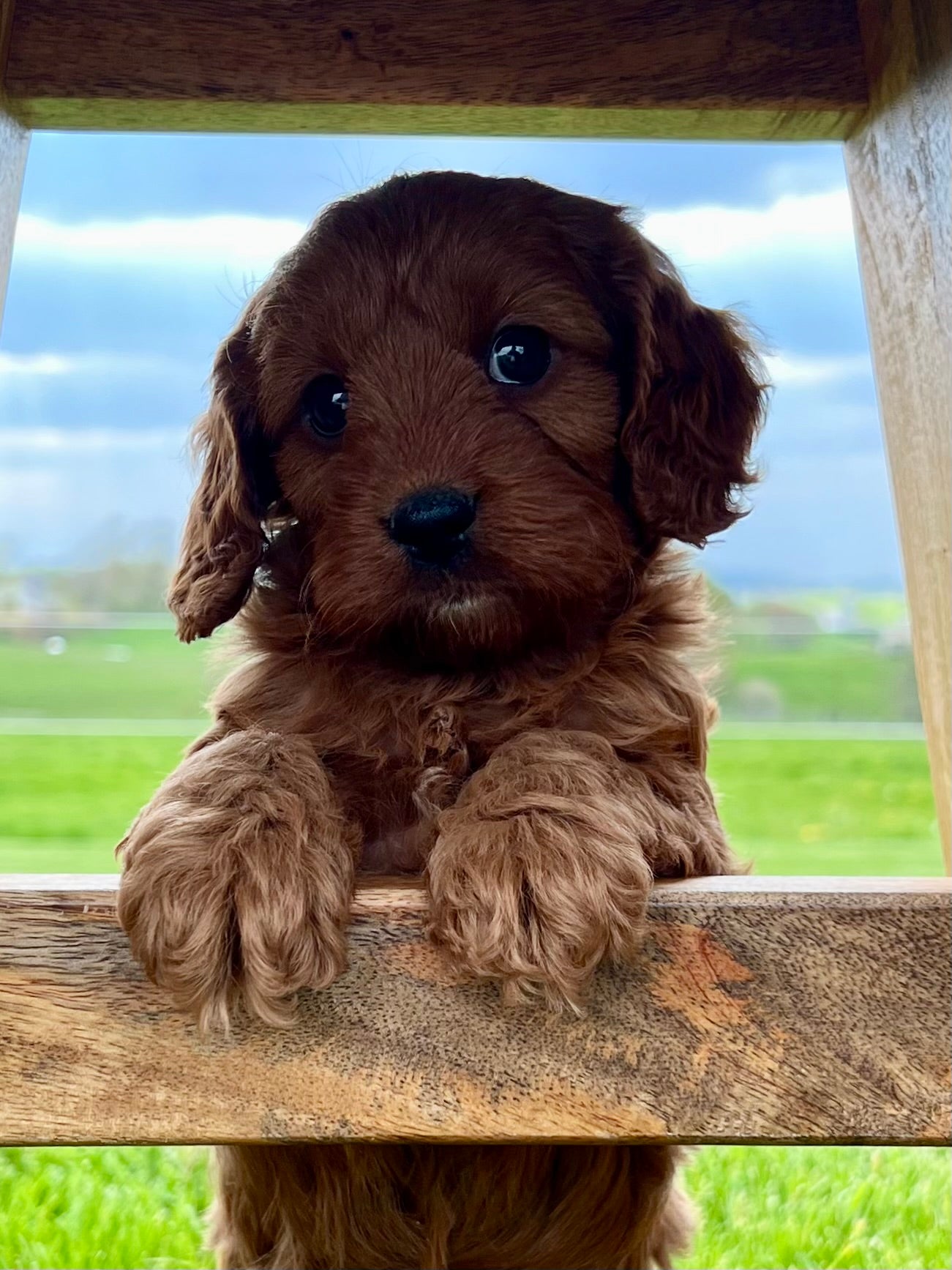 Ruby Cavapoo Puppy π SOLD β Precious Pups USA