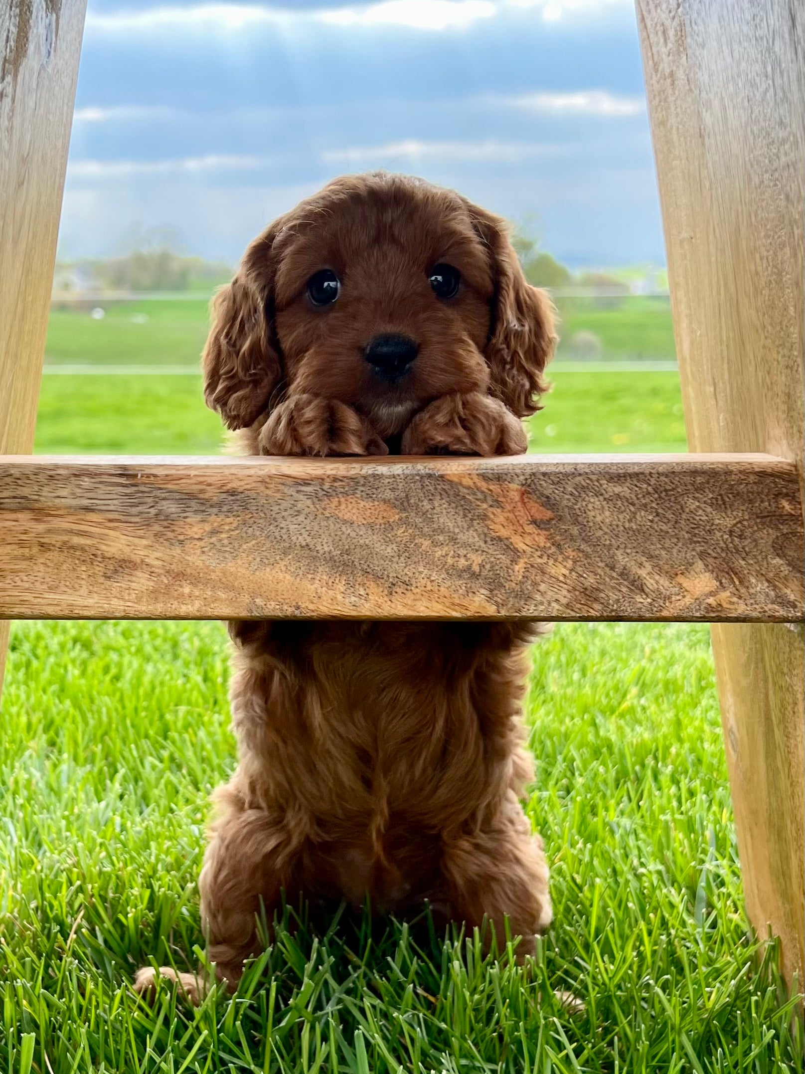 Ruby Cavapoo Puppy 💗 SOLD – Precious Pups USA