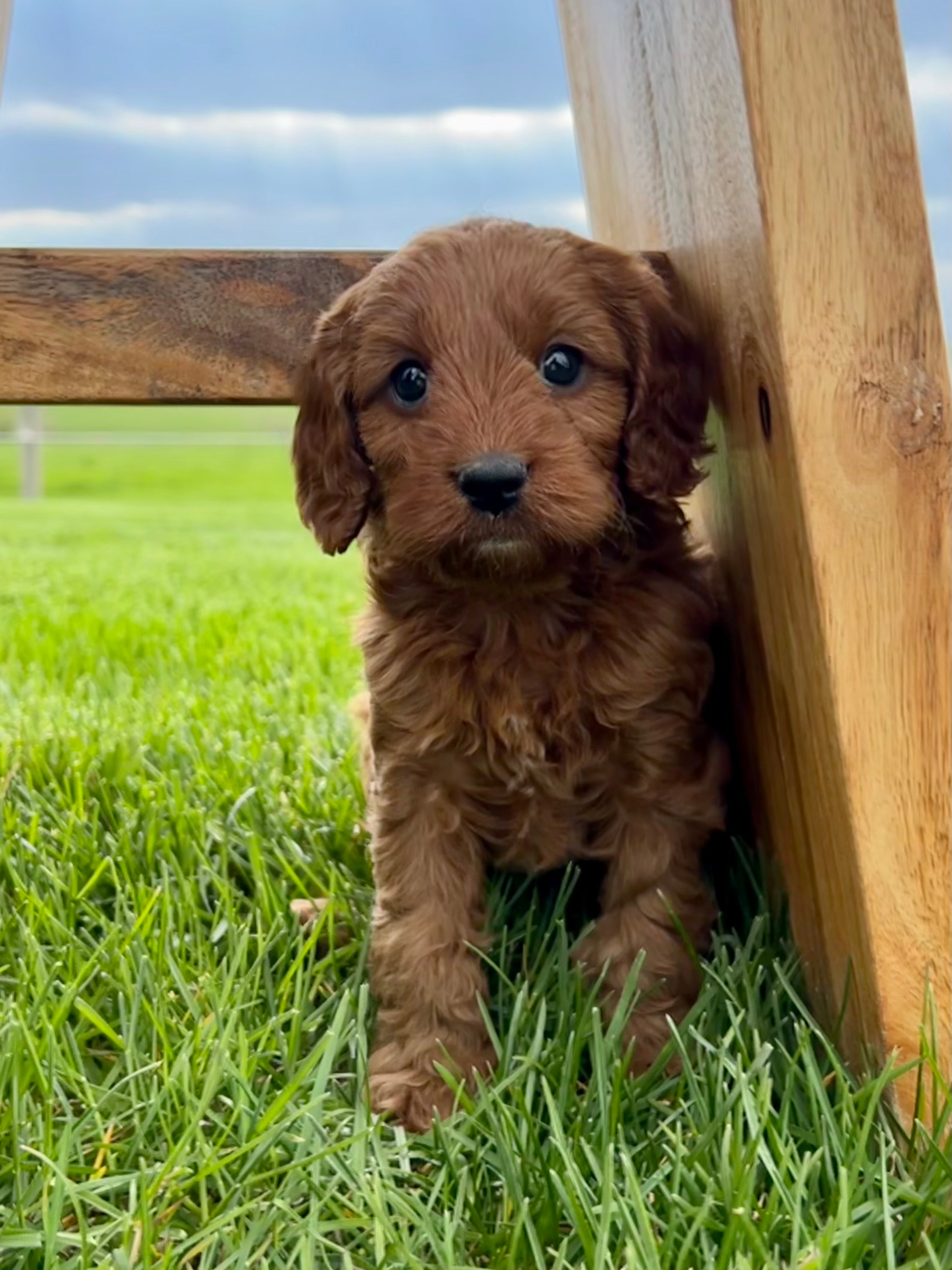 Ruby Cavapoo Puppy 💗 SOLD – Precious Pups USA